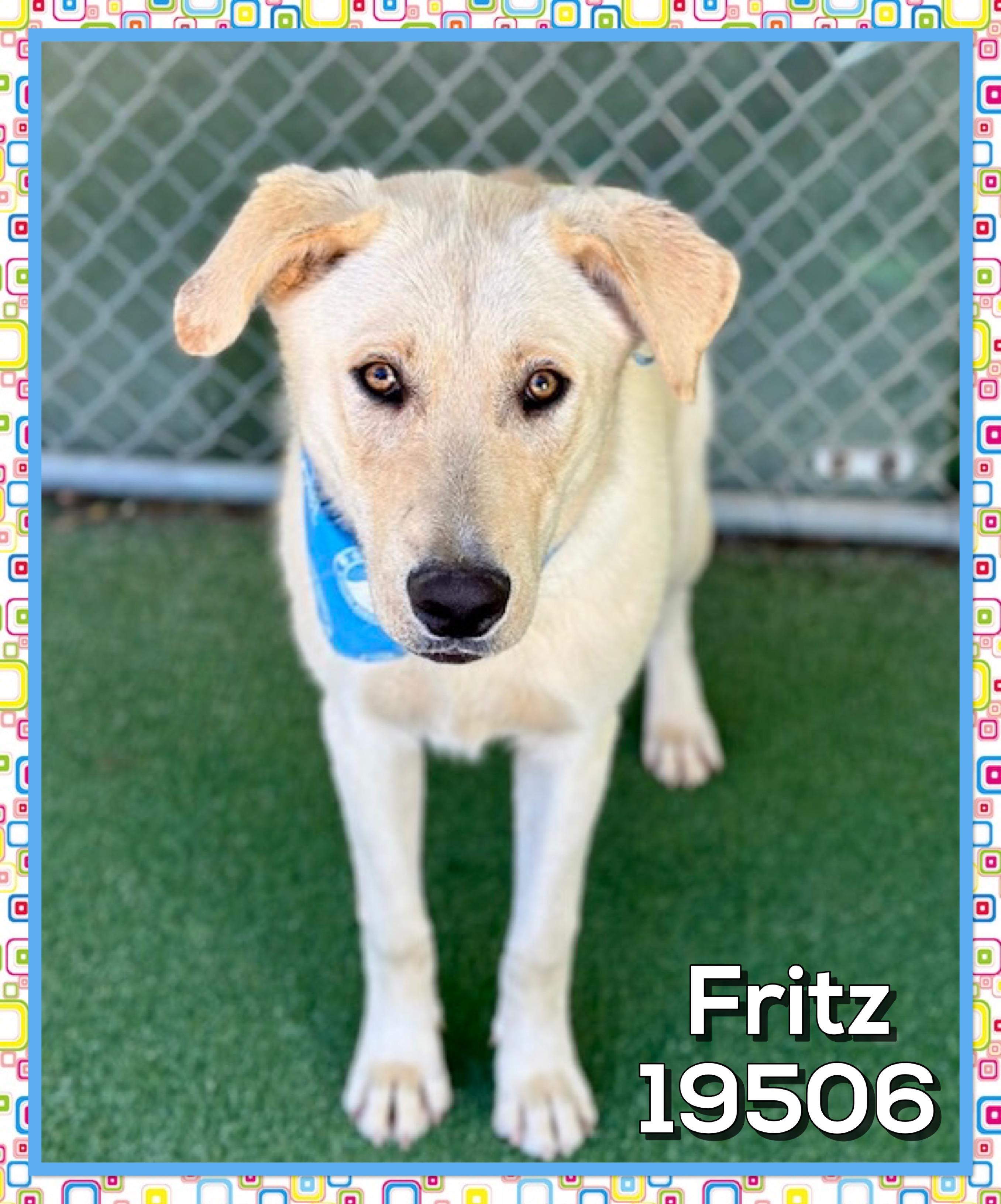 FRITZ, a ADOPTABLE mixed breed in Marietta, GA image 3/5