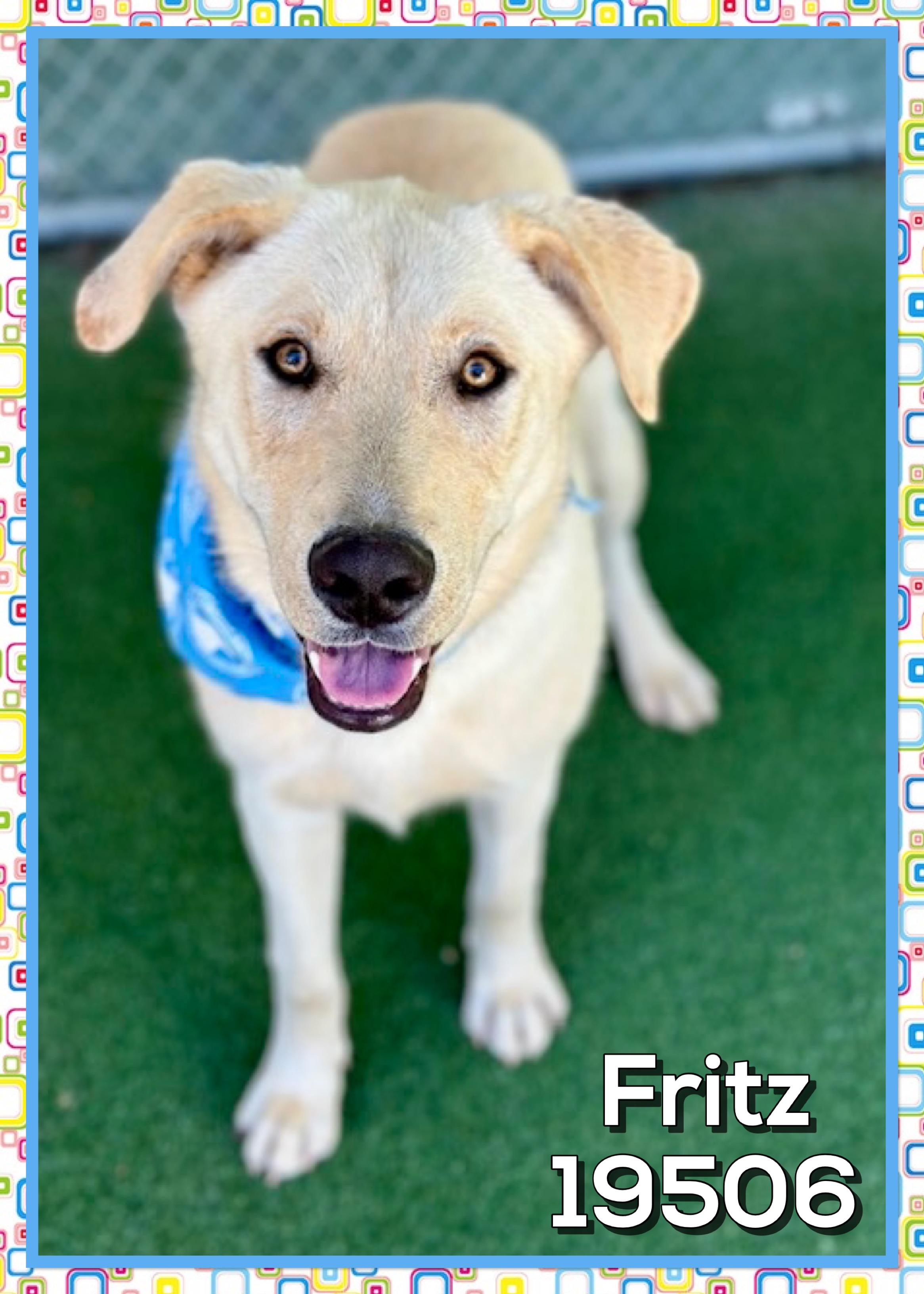 FRITZ, a ADOPTABLE mixed breed in Marietta, GA image 1/5