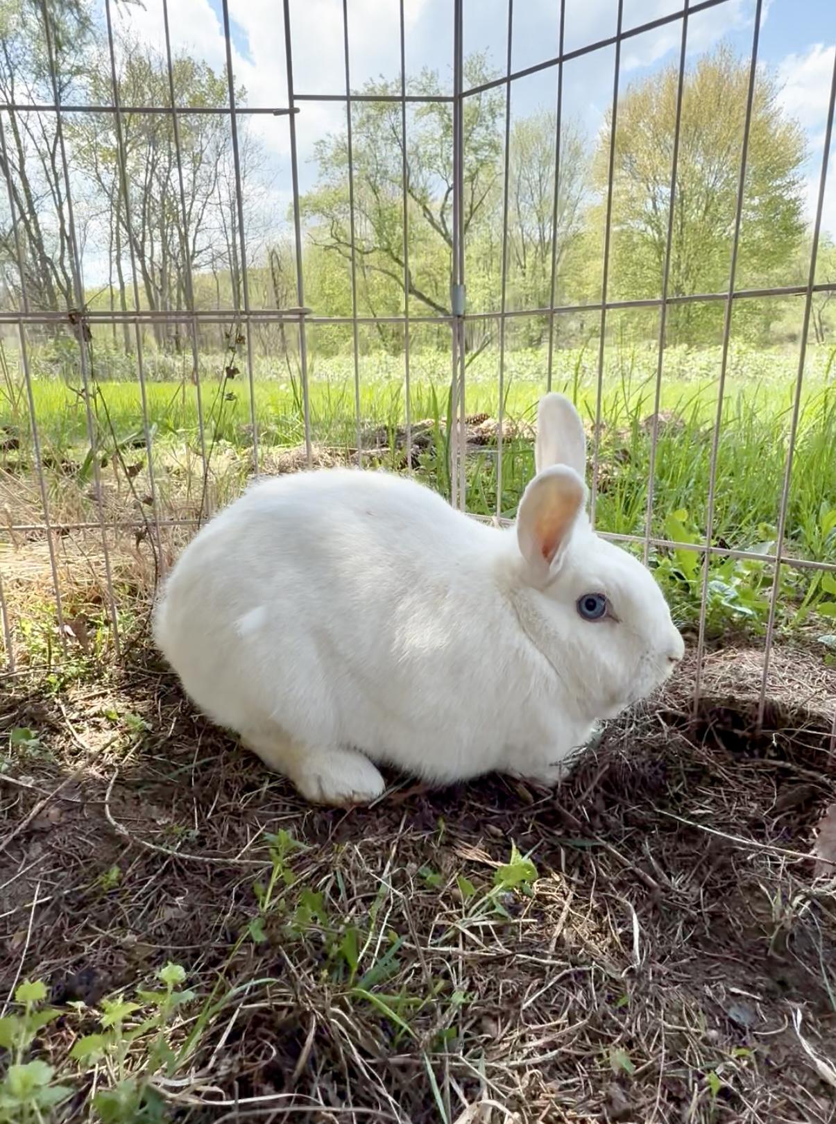 Bobo, Adoptable, Adult Male Netherland Dwarf.