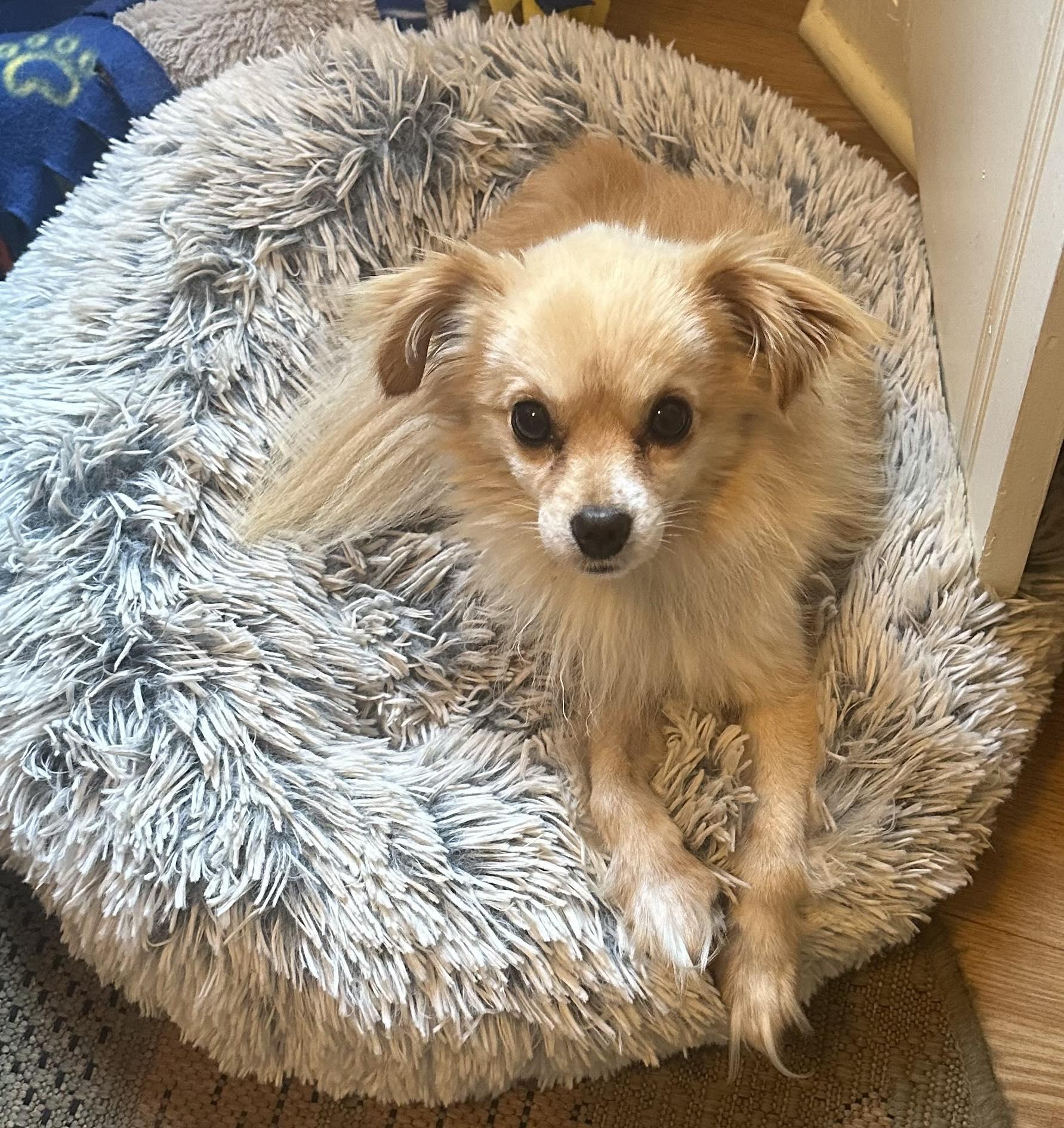 Feather, Adopted, Adult Male Papillon.