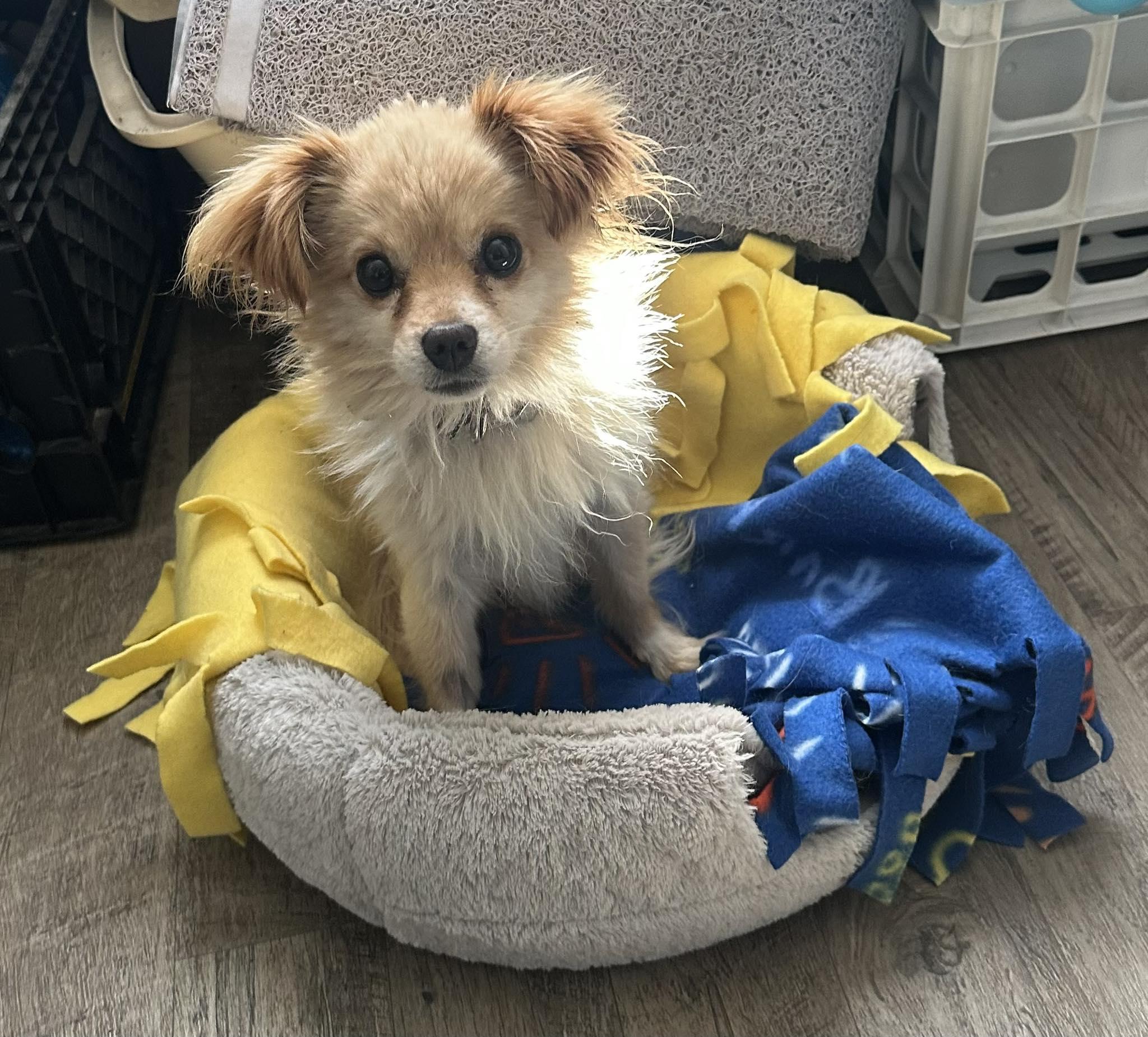 Feather, a Adopted Papillon in Livermore, CA image 2/2