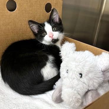 Enlarge Tank, a Adoptable Domestic Short Hair in Baldwin, WI image 1/1