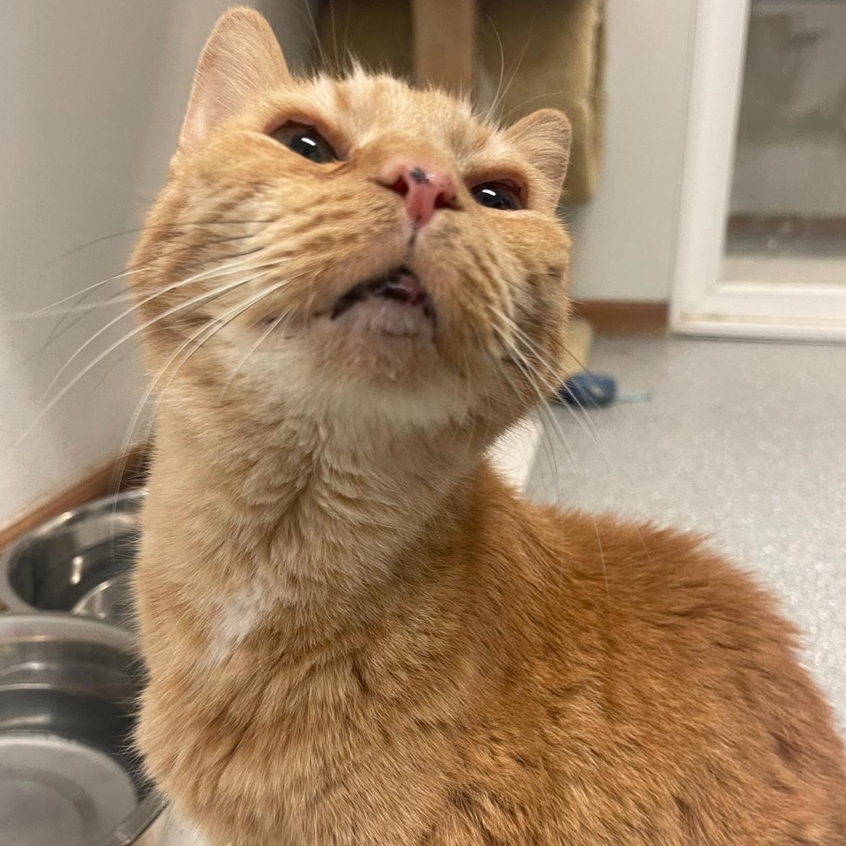 Enlarge Fred, an adoption pending Domestic Short Hair in Indiana, PA image 2/2