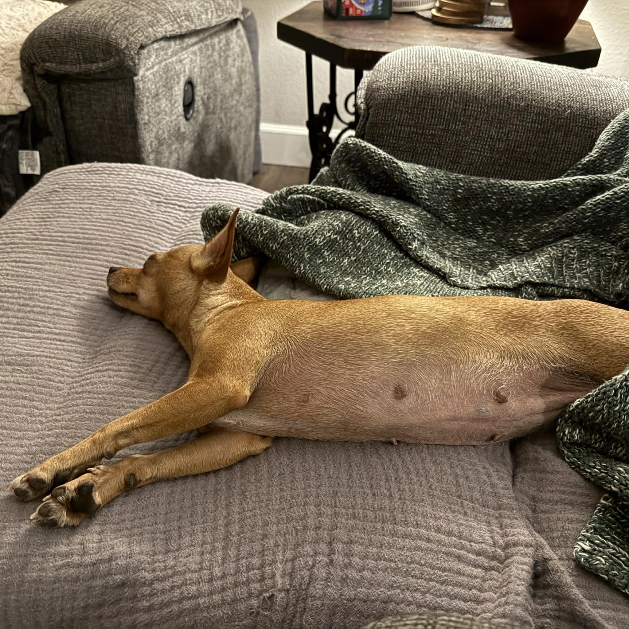 Berry, a ADOPTABLE mixed breed in Boulder, CO image 5/6