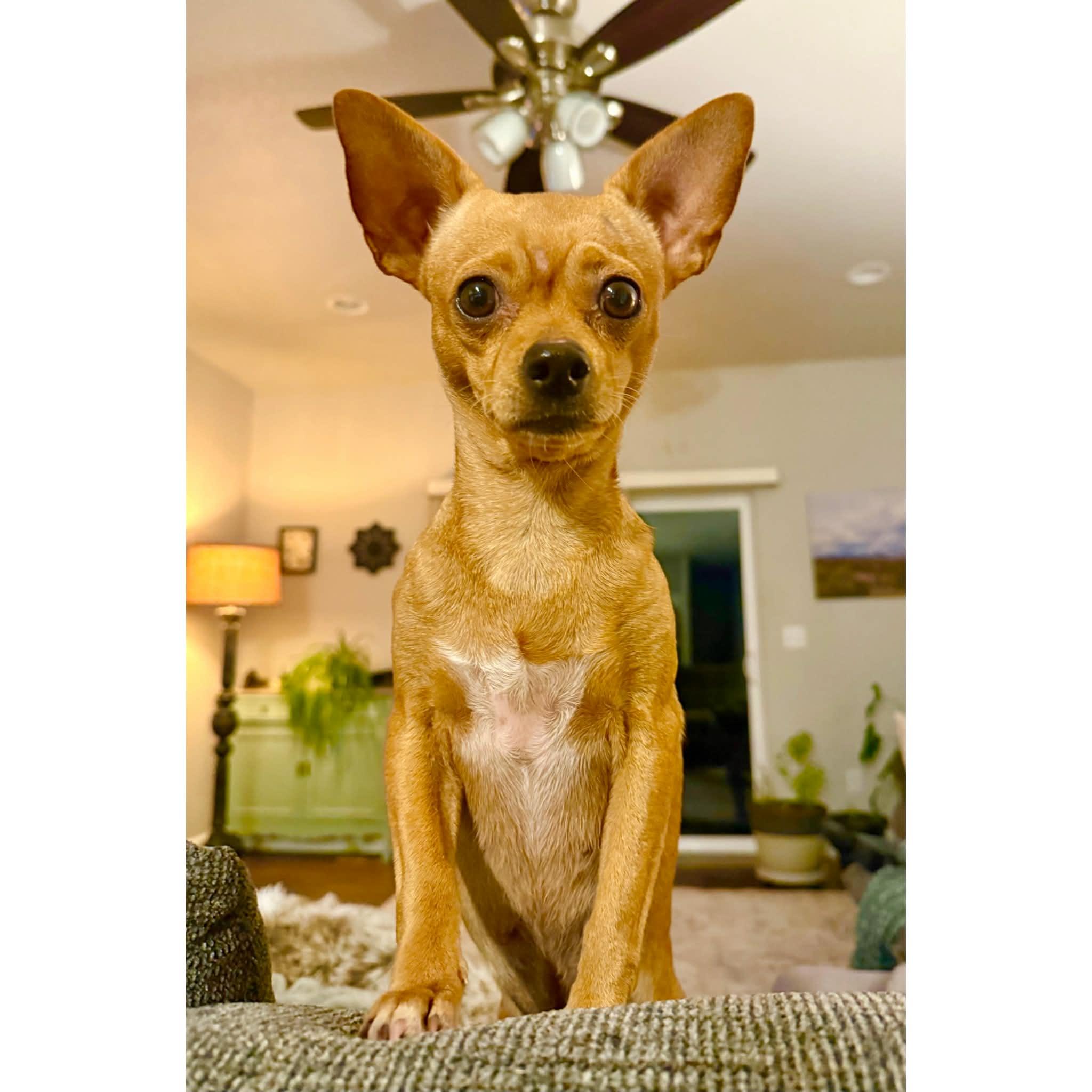 Berry, ADOPTABLE, Young Female Chihuahua.
