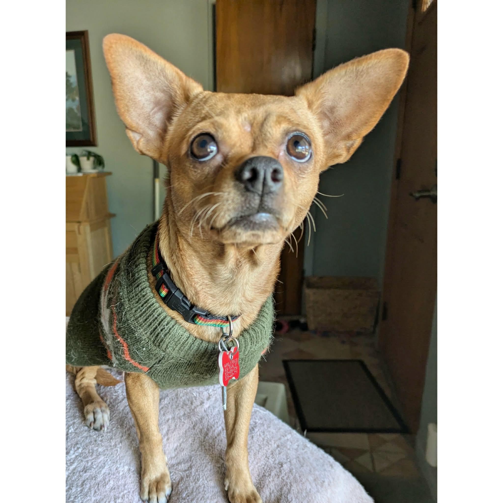 Berry, ADOPTABLE, Young Female Chihuahua.