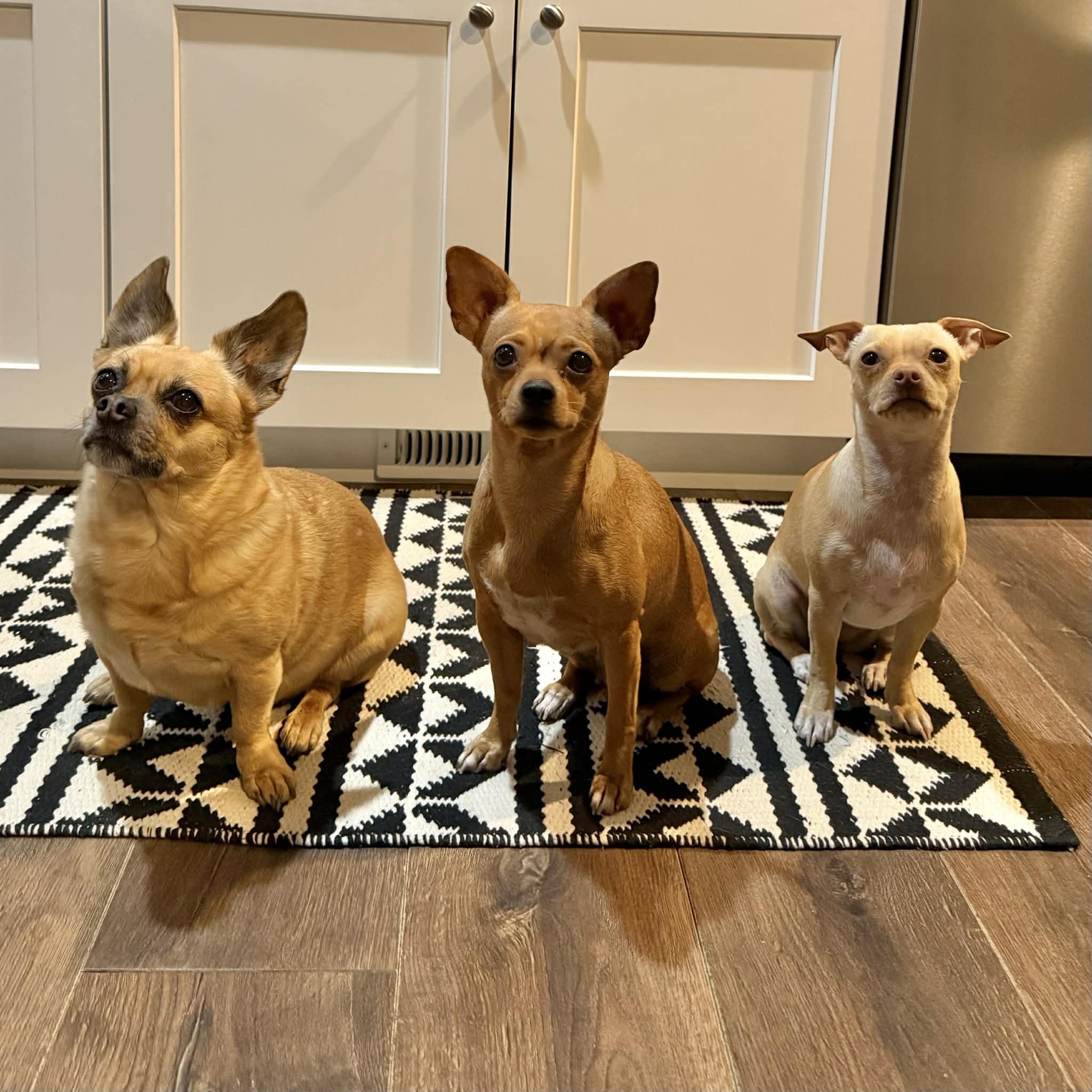 Berry, a ADOPTABLE mixed breed in Boulder, CO image 4/6