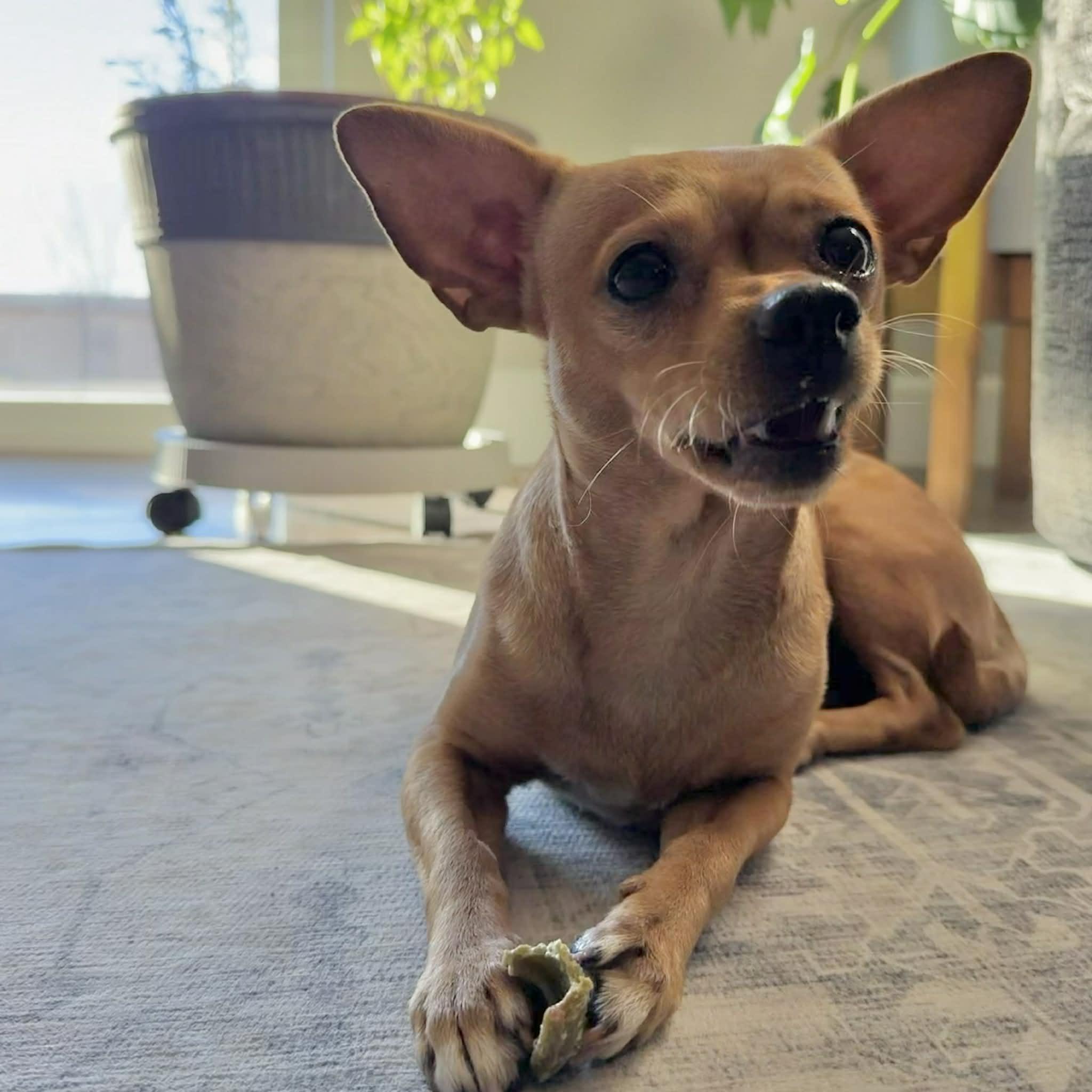 Berry, a ADOPTABLE mixed breed in Boulder, CO image 6/6