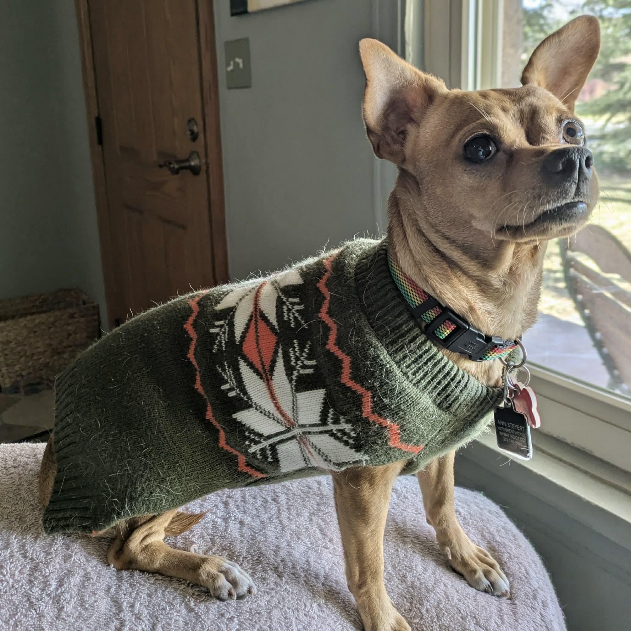 Berry, a ADOPTABLE mixed breed in Boulder, CO image 3/6