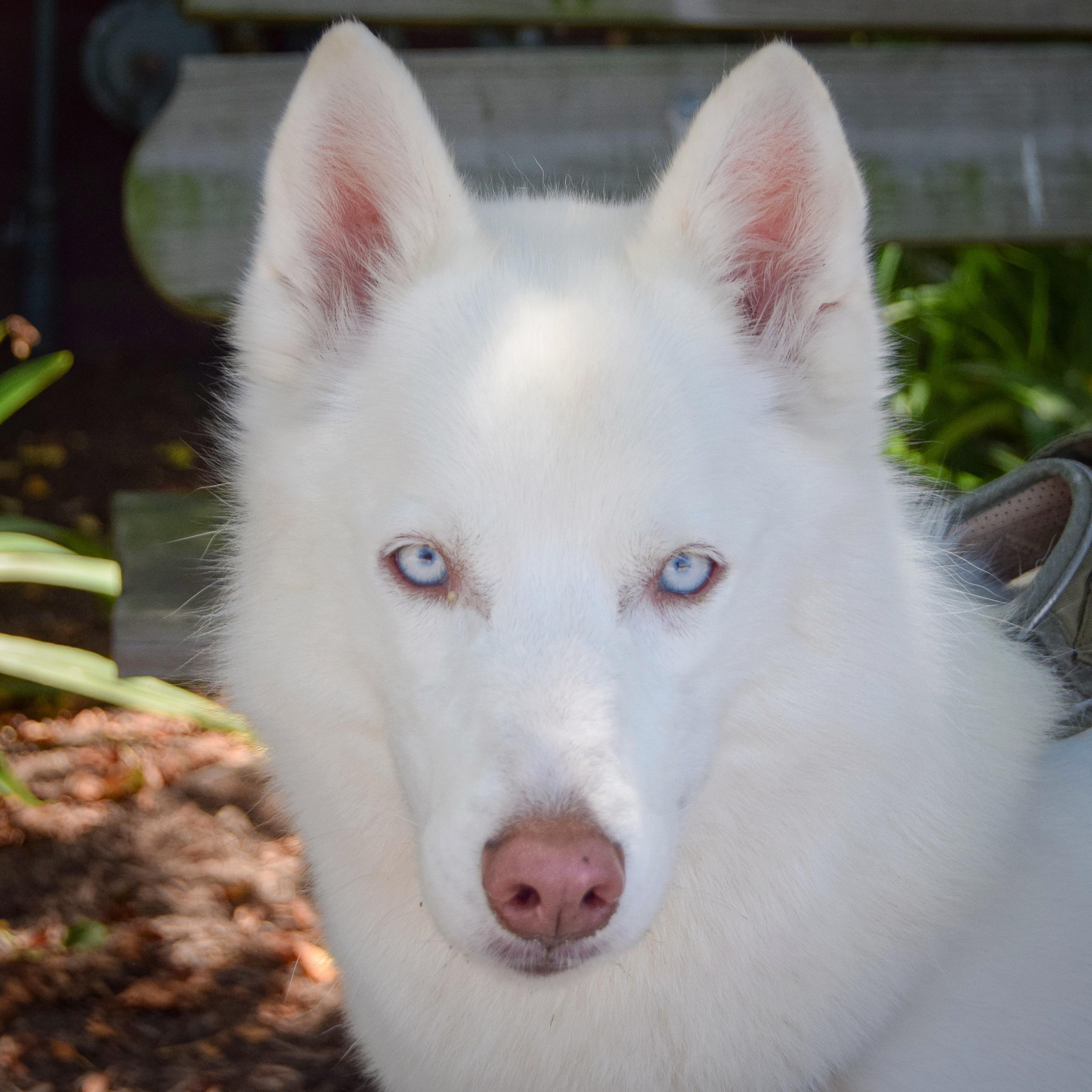 Maru, an adoptable Husky in Huntley, IL, 60142 | Photo Image 1