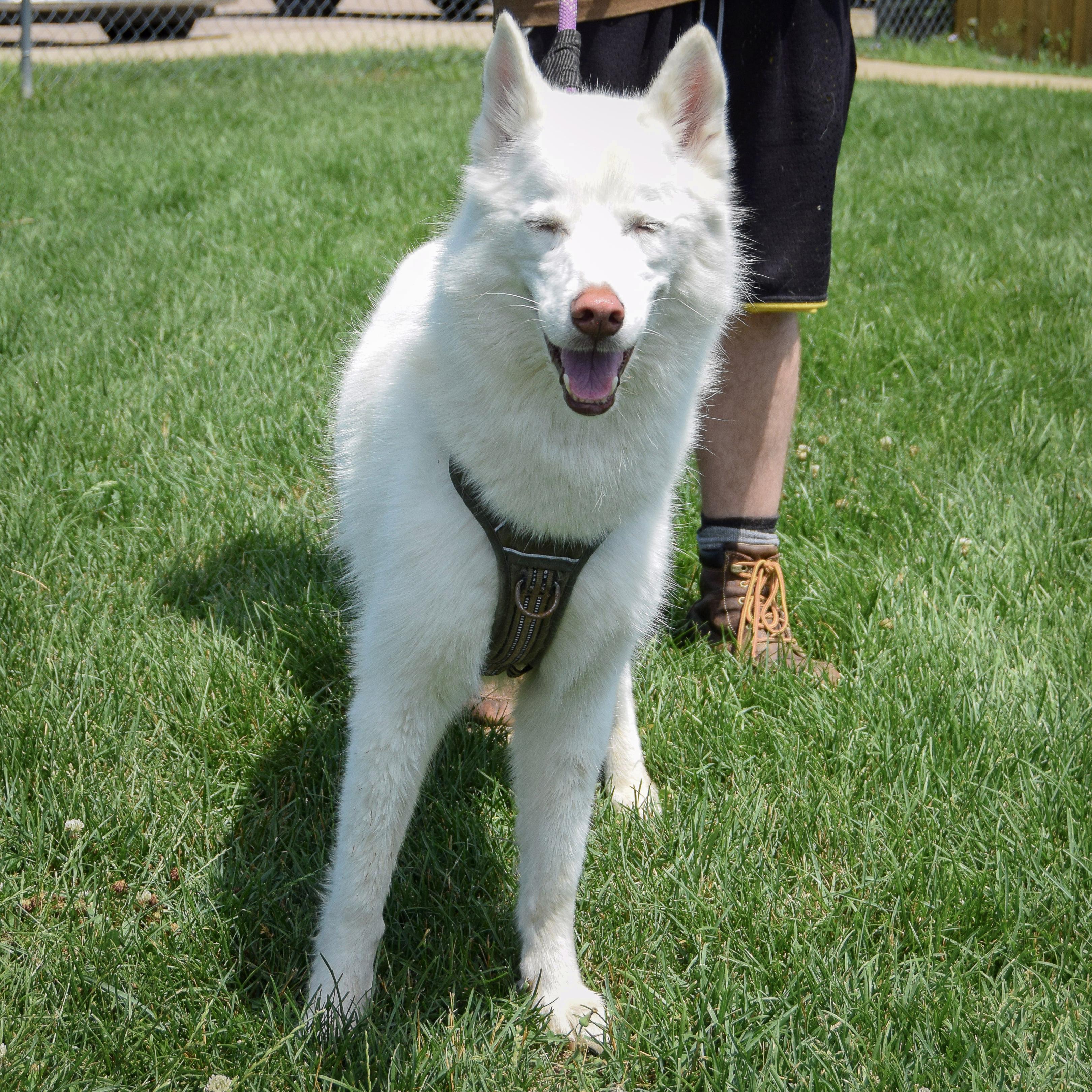 Maru, an adoptable Husky in Huntley, IL, 60142 | Photo Image 2