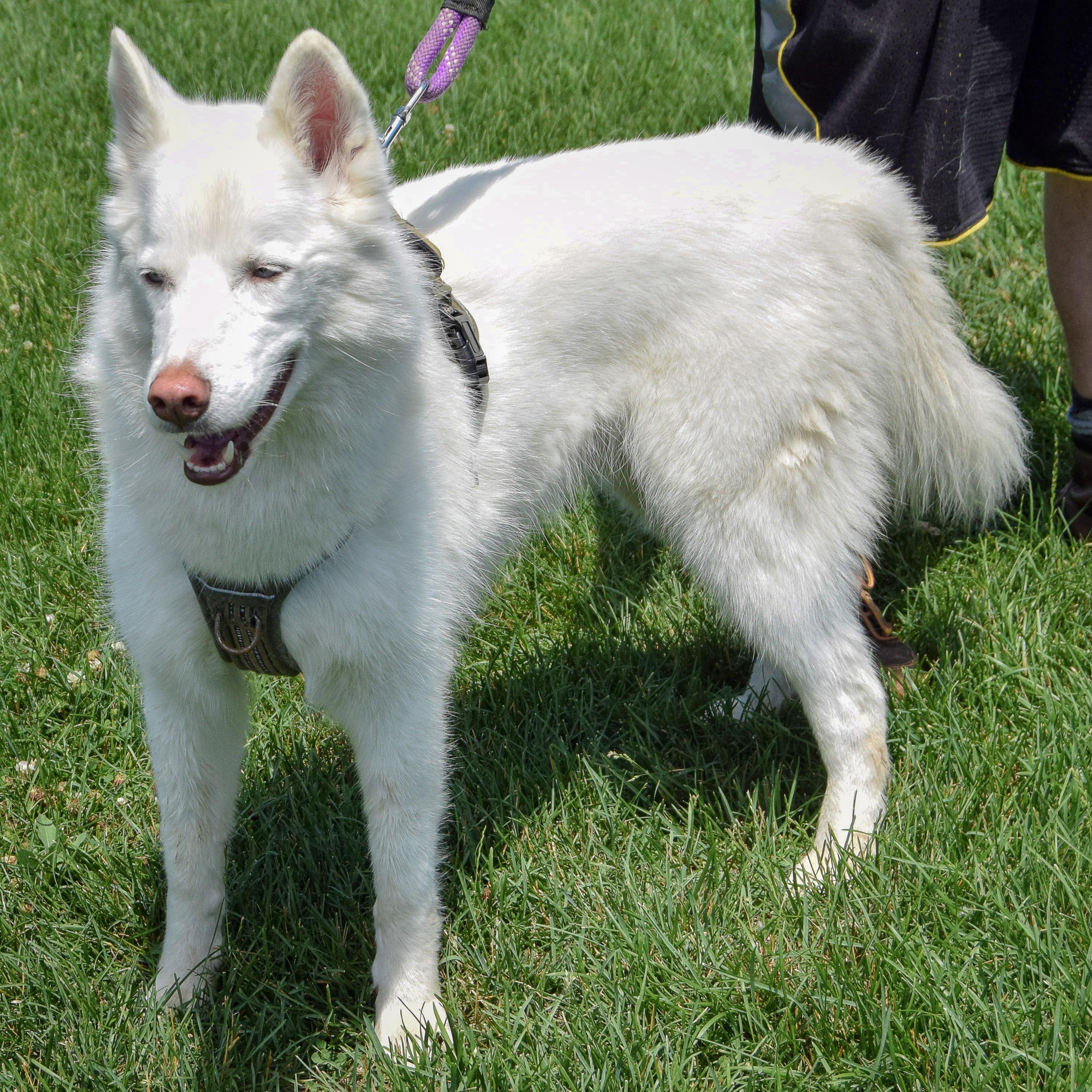 Maru, an adoptable Husky in Huntley, IL, 60142 | Photo Image 4