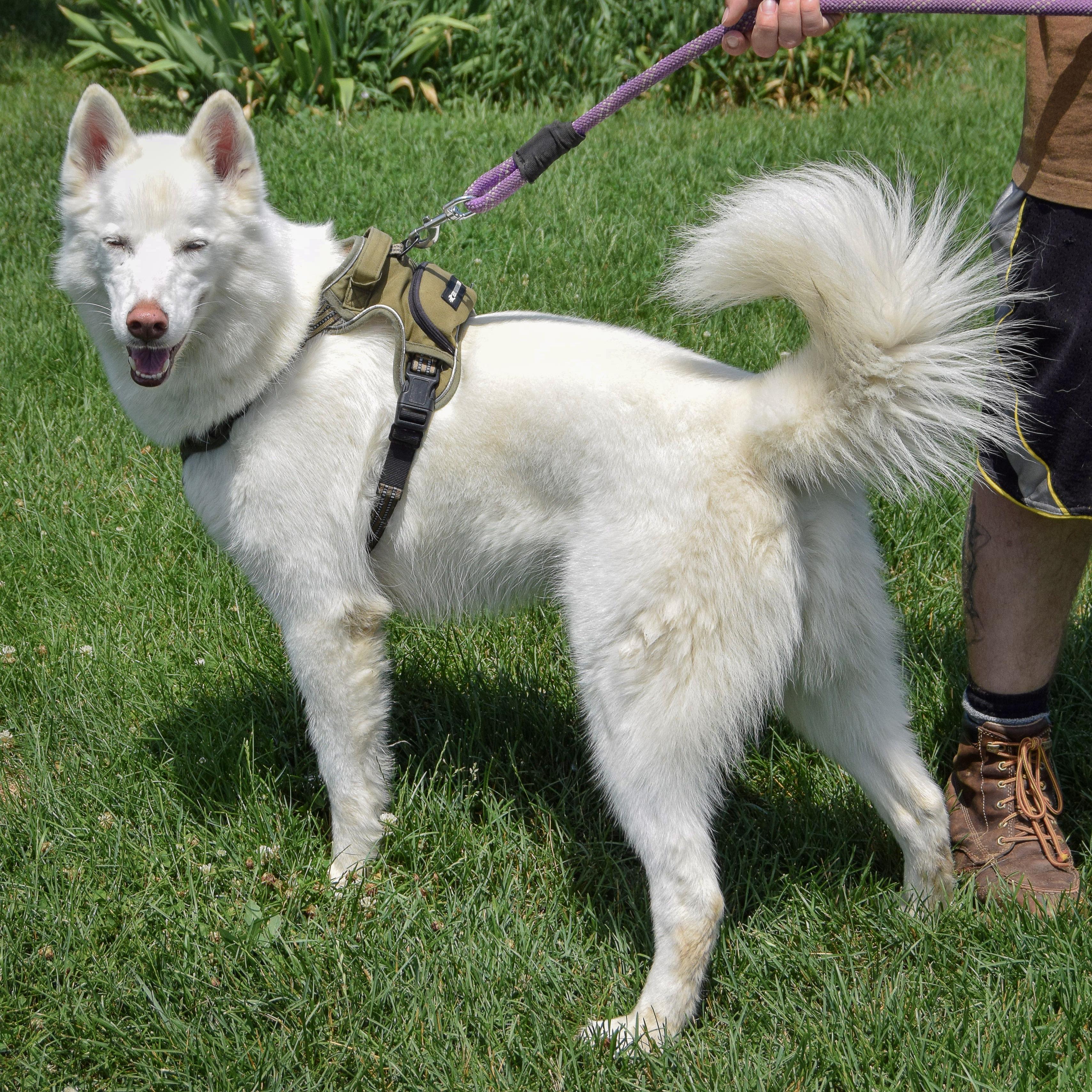 Maru, an adoptable Husky in Huntley, IL, 60142 | Photo Image 3