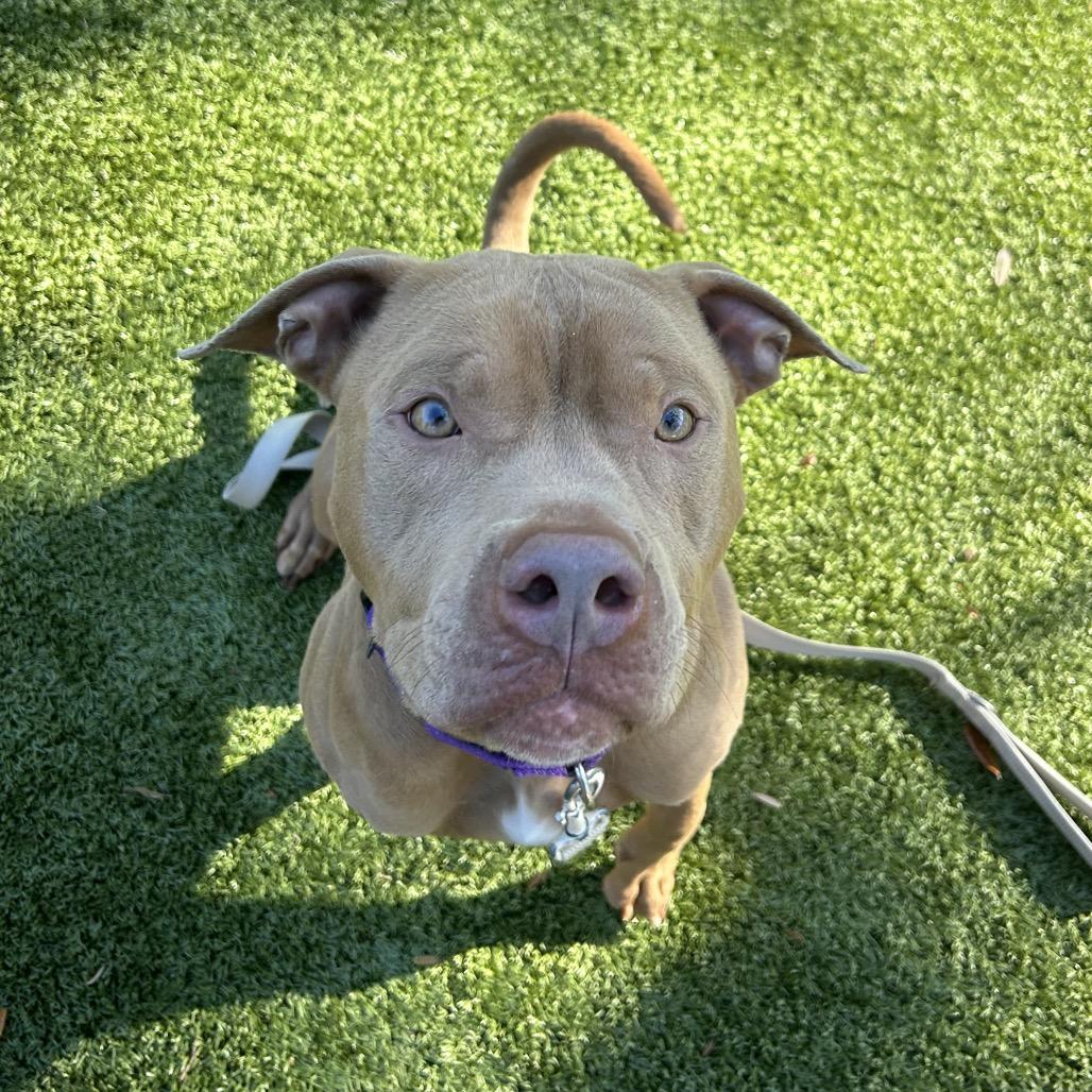 Theo, Adoptable, Adult Male Mixed Breed.