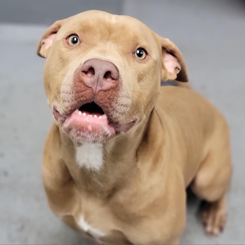 Enlarge Theo, a Adoptable Mixed Breed in Sarasota, FL image 2/3