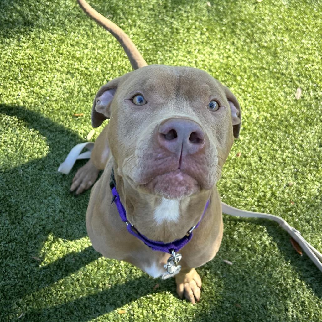 Enlarge Theo, a Adoptable Mixed Breed in Sarasota, FL image 3/3