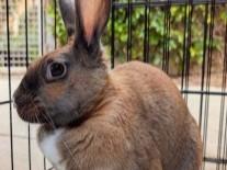 Enlarge FARRAH, a Adoptable Bunny Rabbit in Palo Alto, CA image 1/1