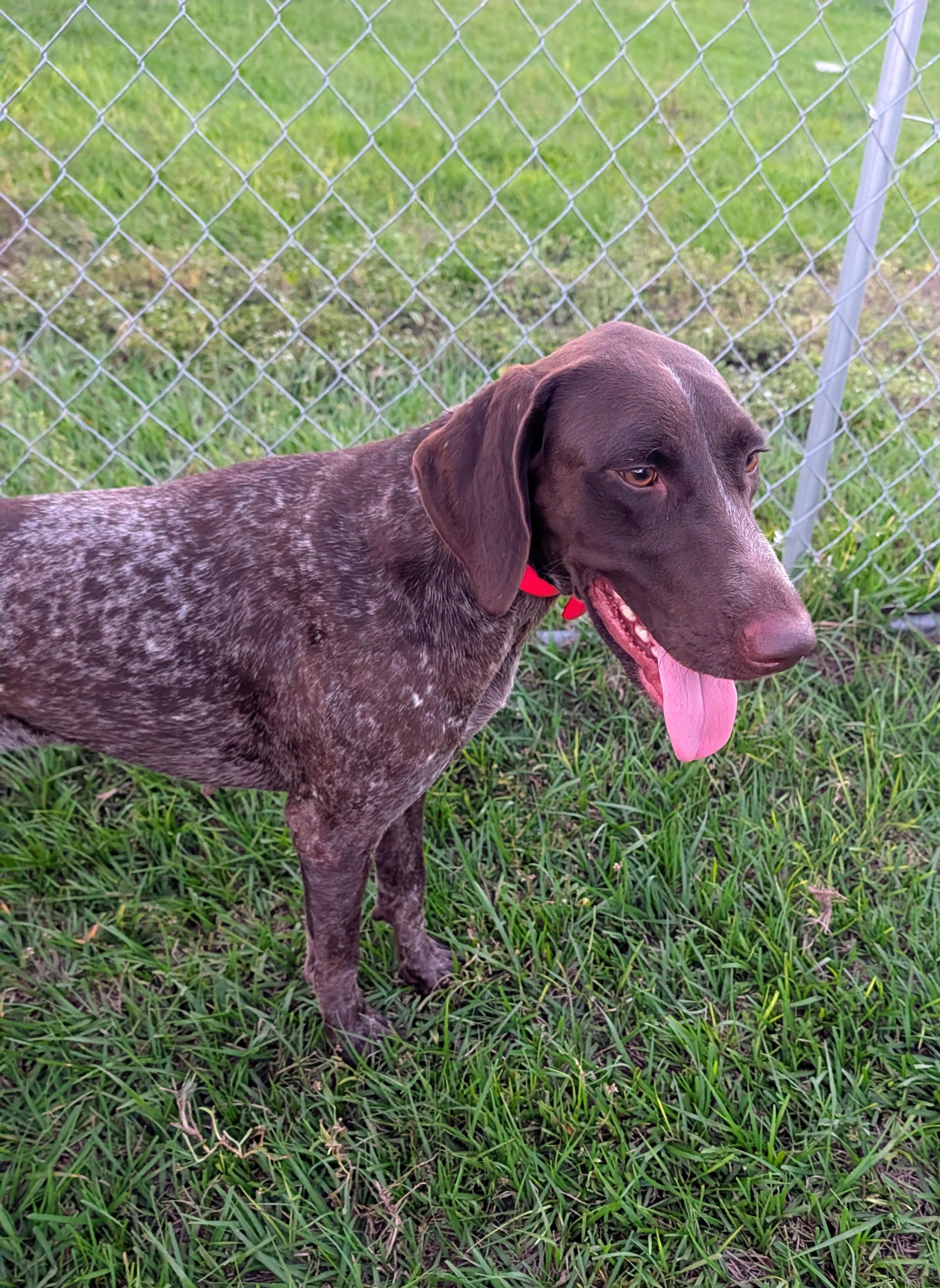 Ann, Adoptable, Young Female German Shorthaired Pointer.