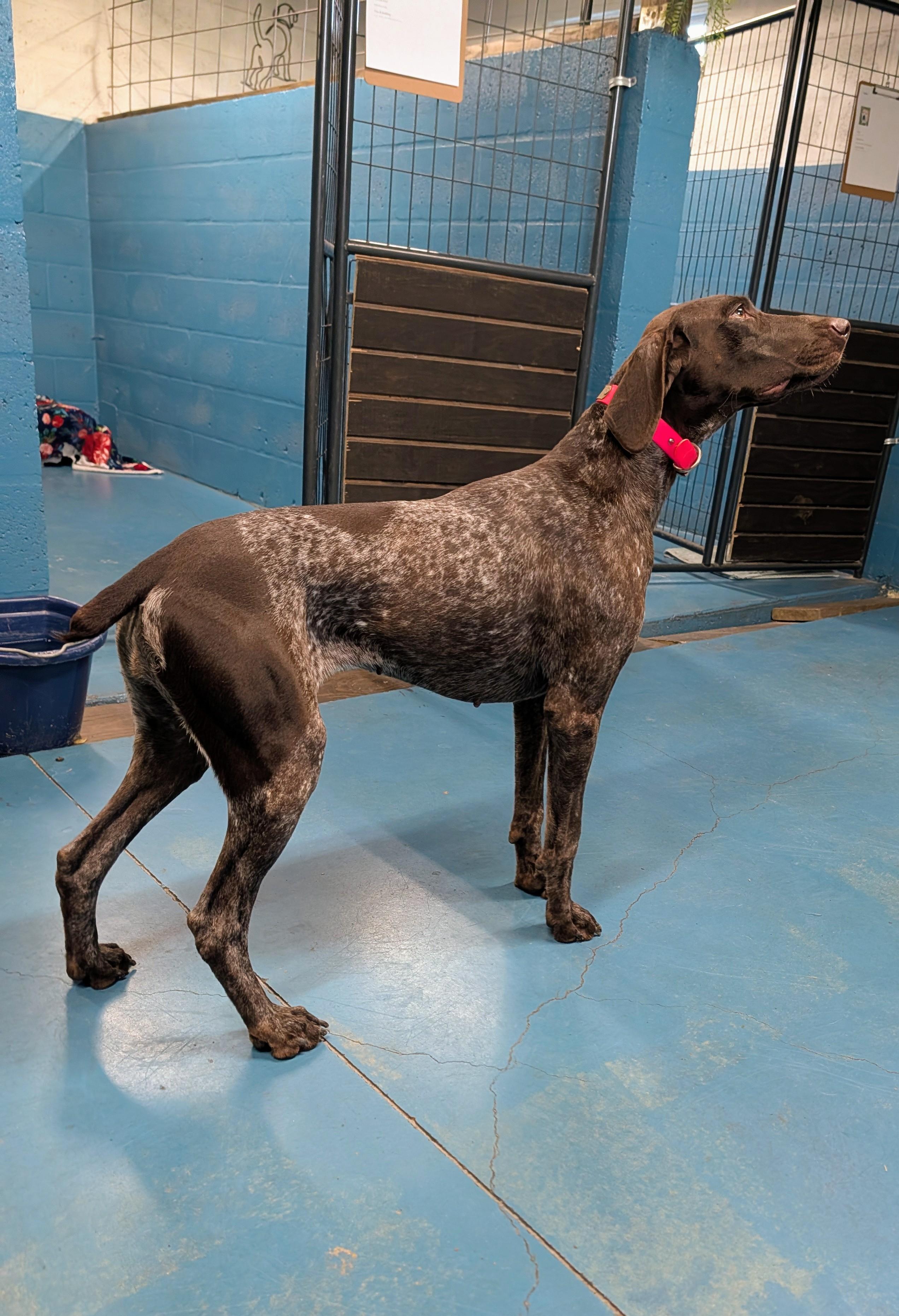 Enlarge Ann, a Adoptable German Shorthaired Pointer in Punta Gorda , FL image 2/3