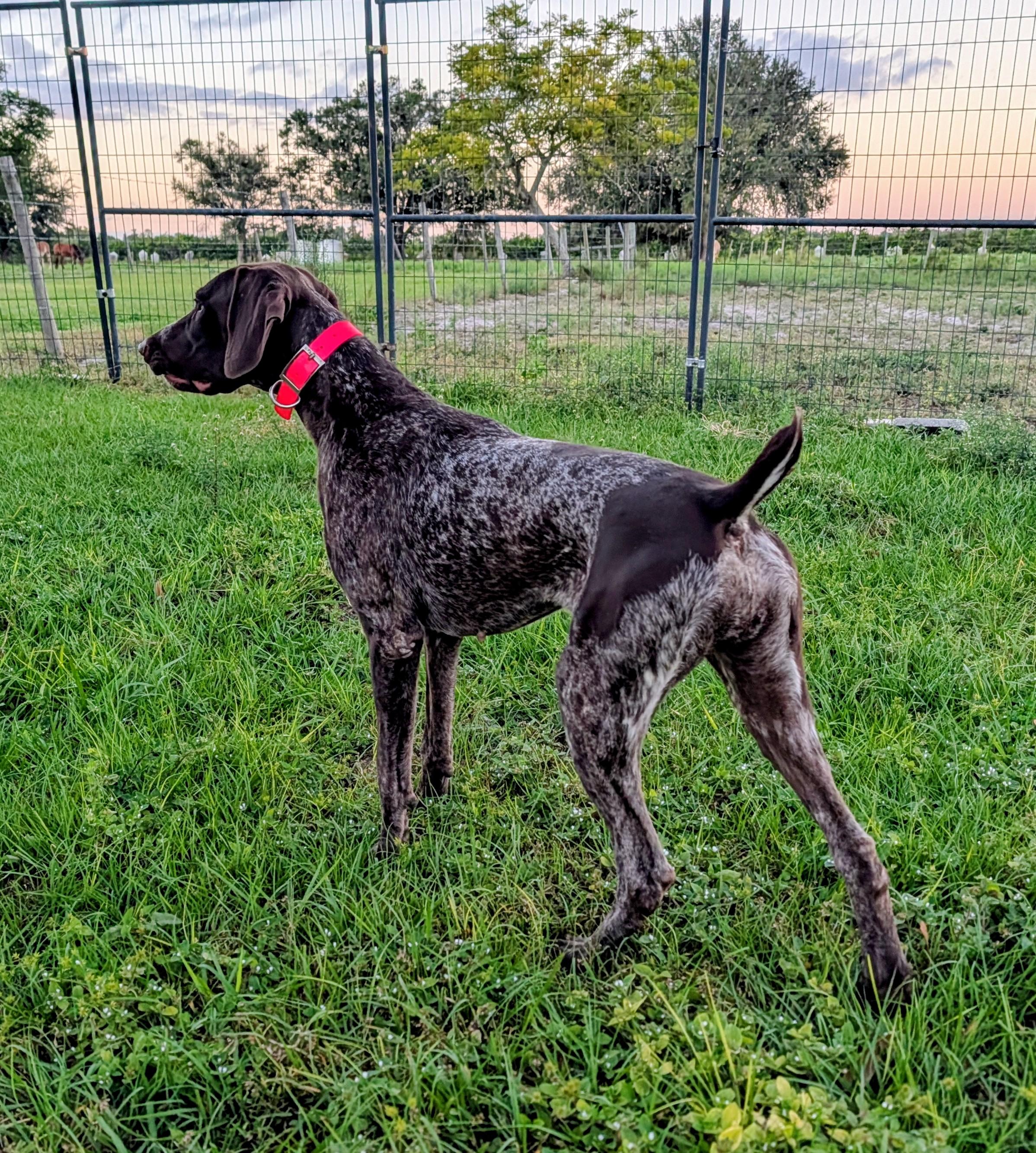 Enlarge Ann, a Adoptable German Shorthaired Pointer in Punta Gorda , FL image 3/3