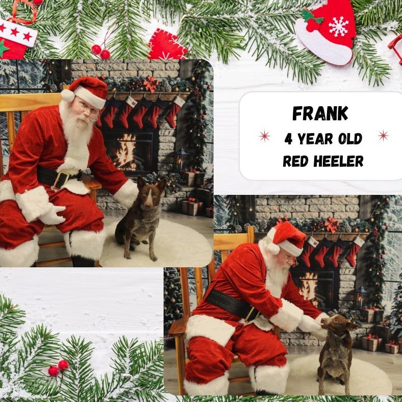 Frank, Adoptable, Adult Male Cattle Dog.