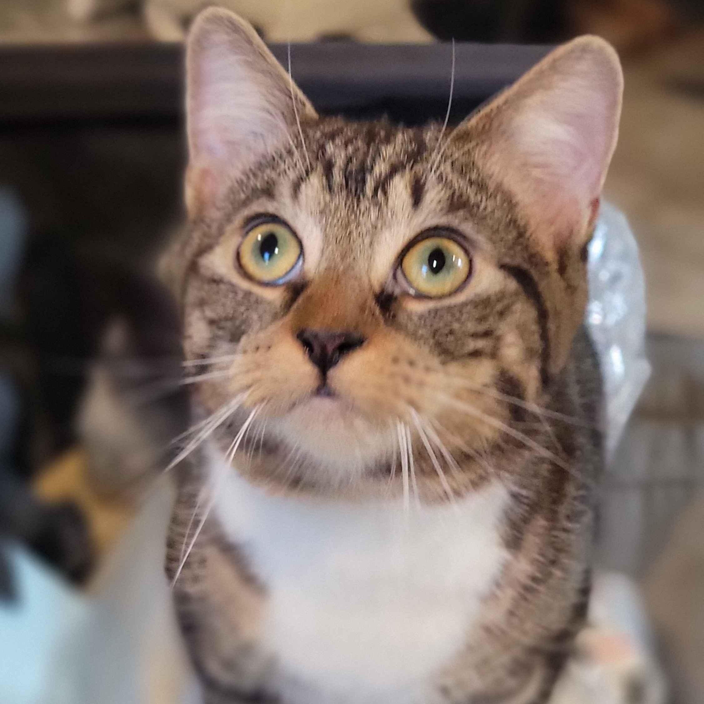 Enlarge Farfalla, a Adoptable Domestic Short Hair in Florham Park, NJ image 2/5