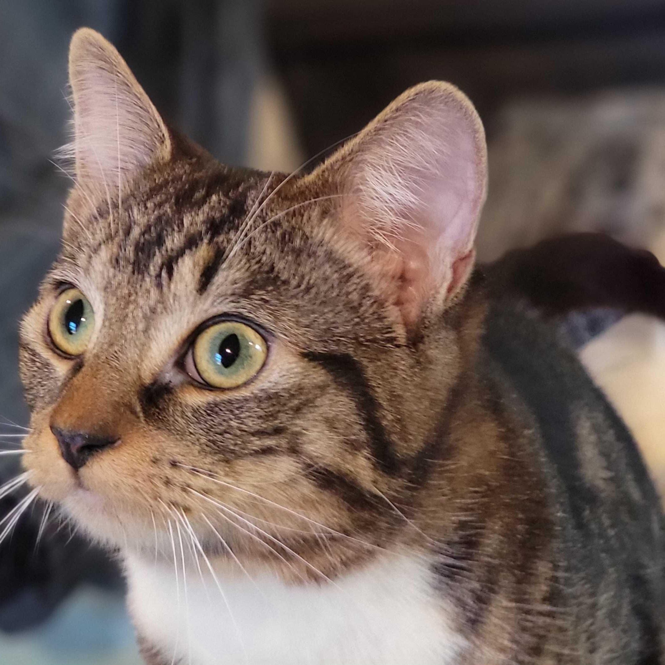 Enlarge Farfalla, a Adoptable Domestic Short Hair in Florham Park, NJ image 5/5