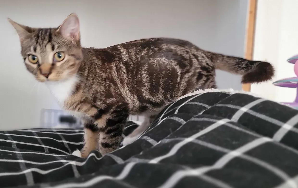 Farfalla, a Adoptable Domestic Short Hair in Florham Park, NJ image 1/4