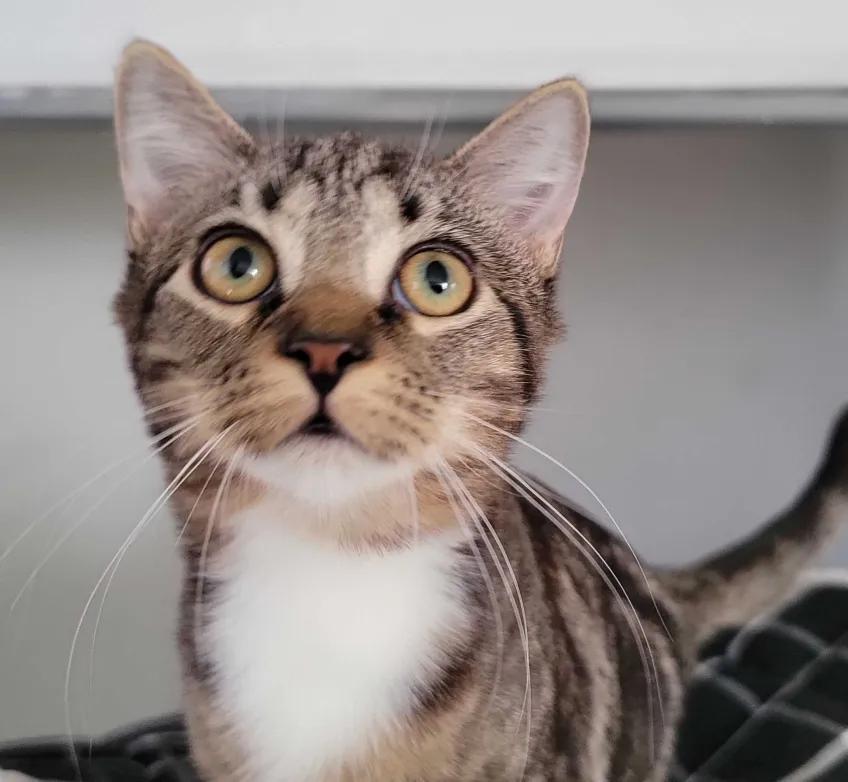 Farfalla, a Adoptable Domestic Short Hair in Florham Park, NJ image 2/4