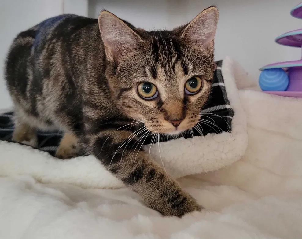 Farfalla, a Adoptable Domestic Short Hair in Florham Park, NJ image 3/4