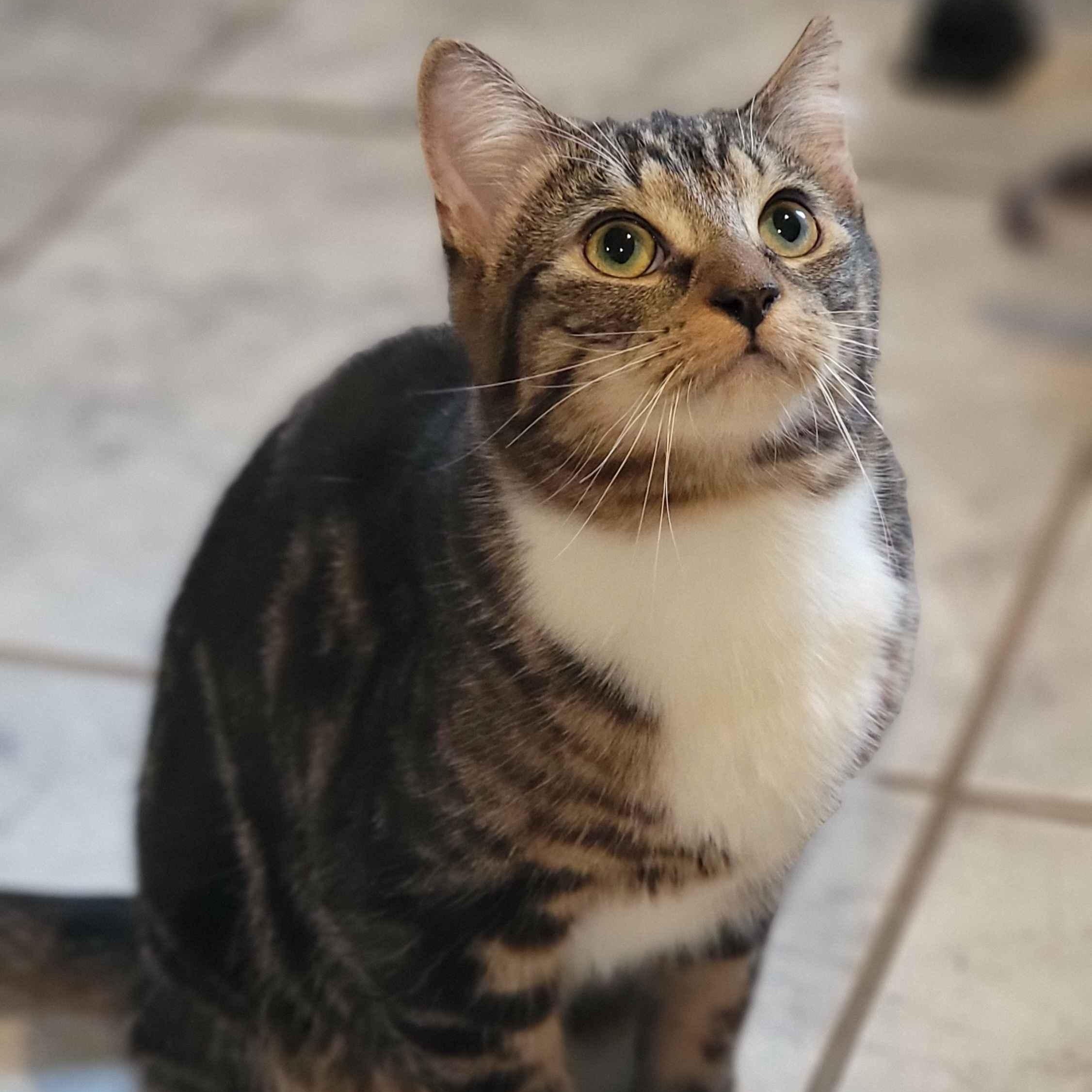 Enlarge Farfalla, a Adoptable Domestic Short Hair in Florham Park, NJ image 4/5