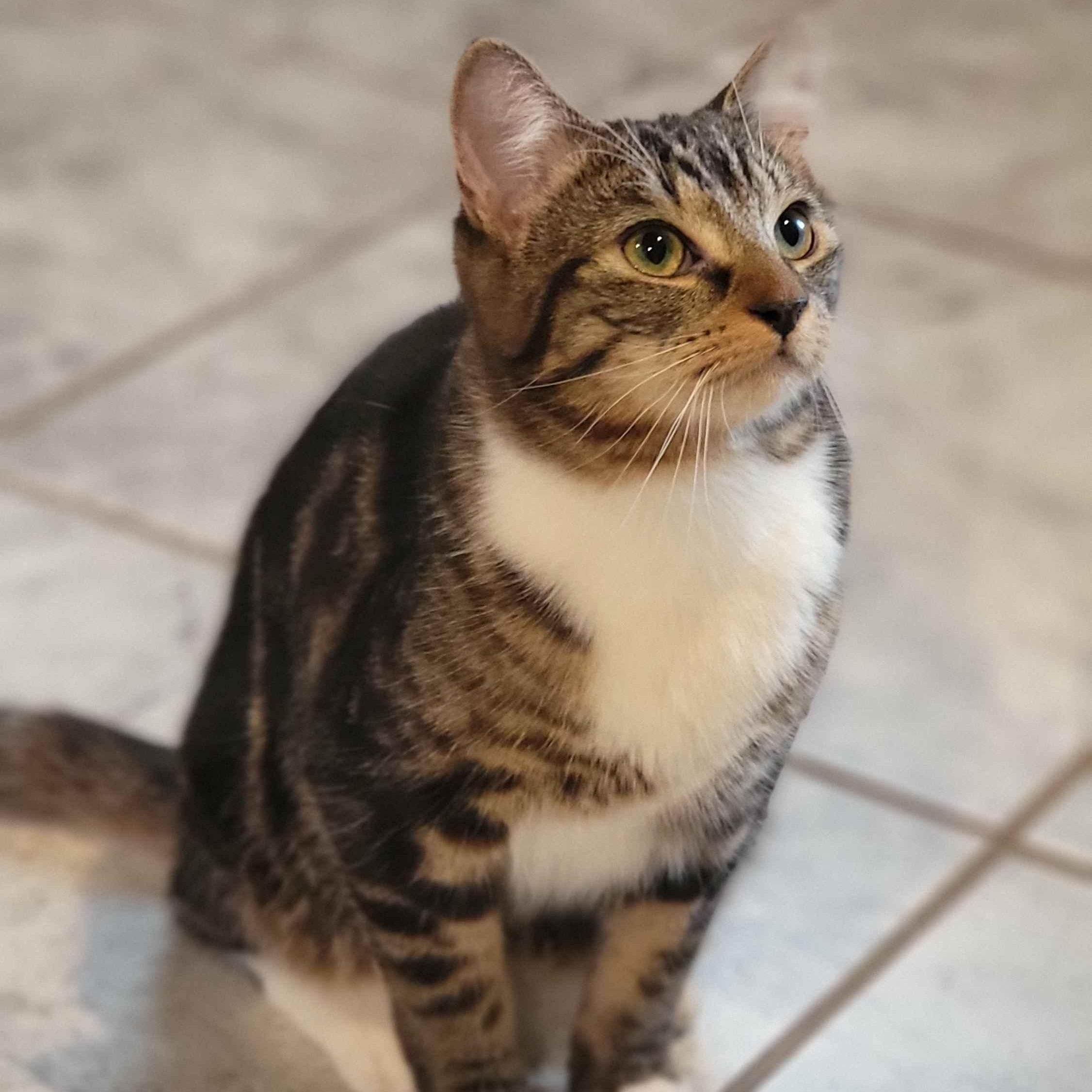 Enlarge Farfalla, a Adoptable Domestic Short Hair in Florham Park, NJ image 1/5