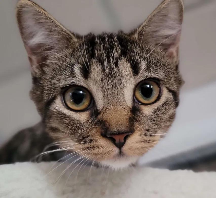 Farfalla, a Adoptable Domestic Short Hair in Florham Park, NJ image 4/4