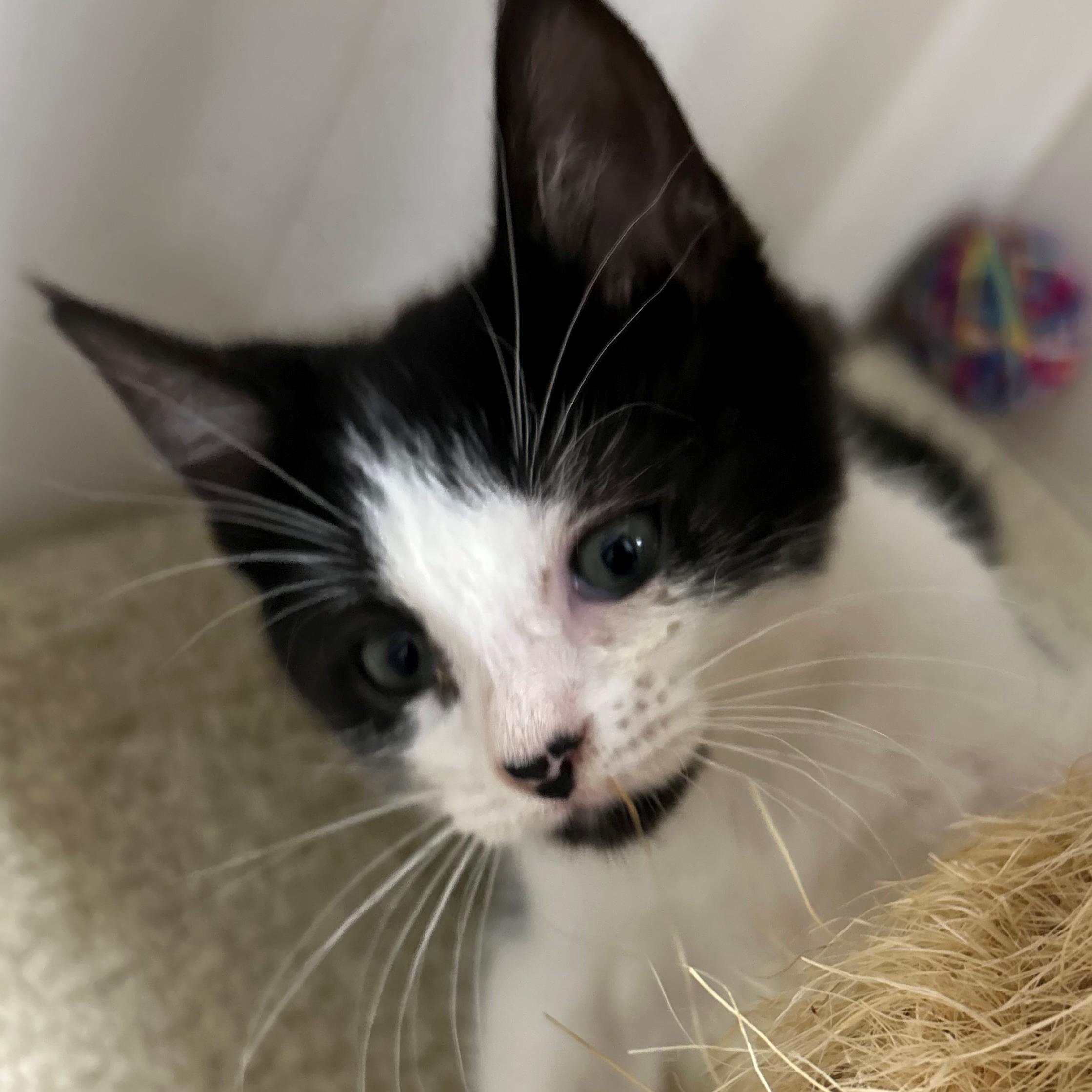 Kiki, ADOPTABLE, Kitten Female Domestic Short Hair.