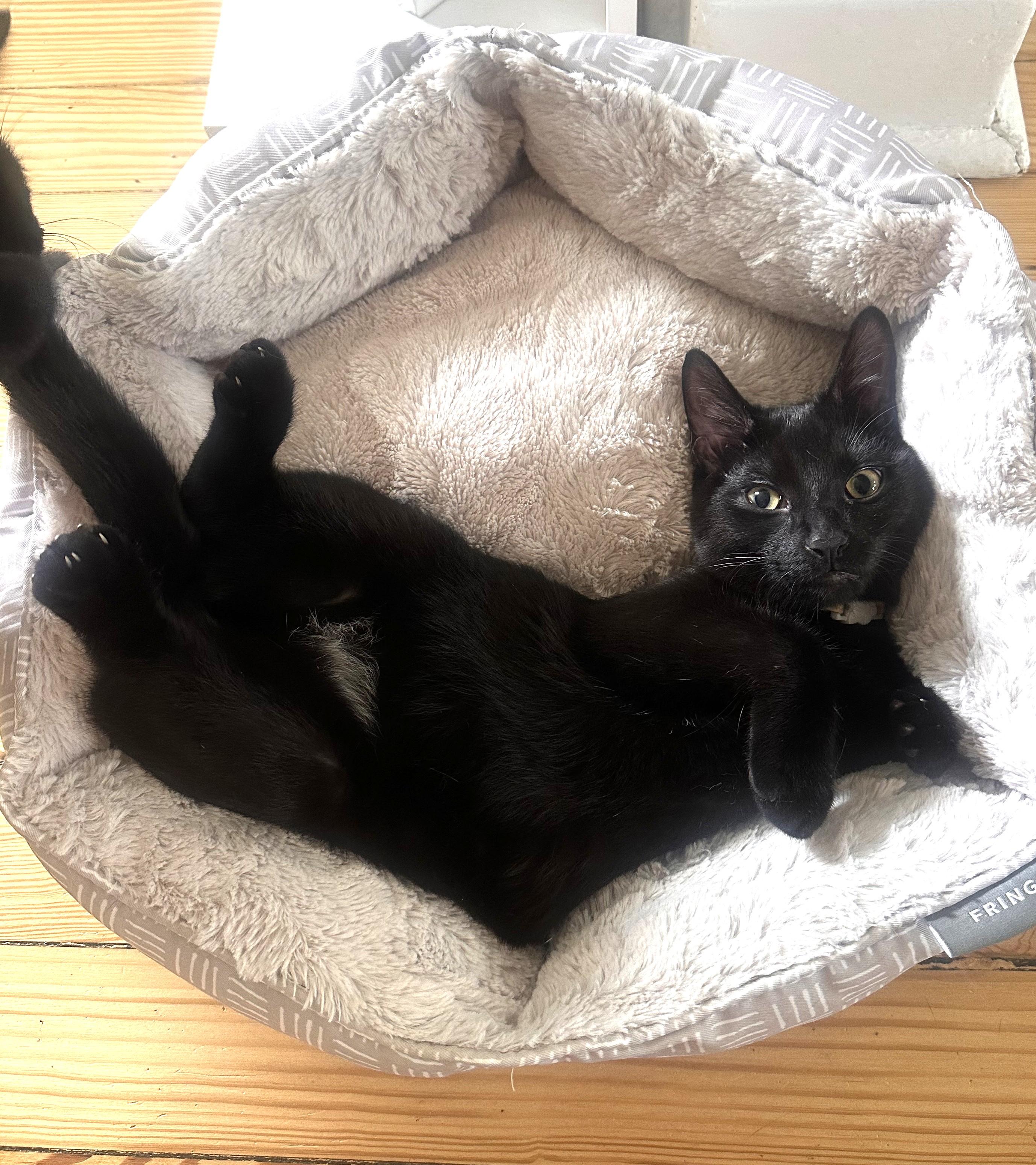 Akari (& Brave), a Adoptable Domestic Short Hair in Chicago, IL image 1/2