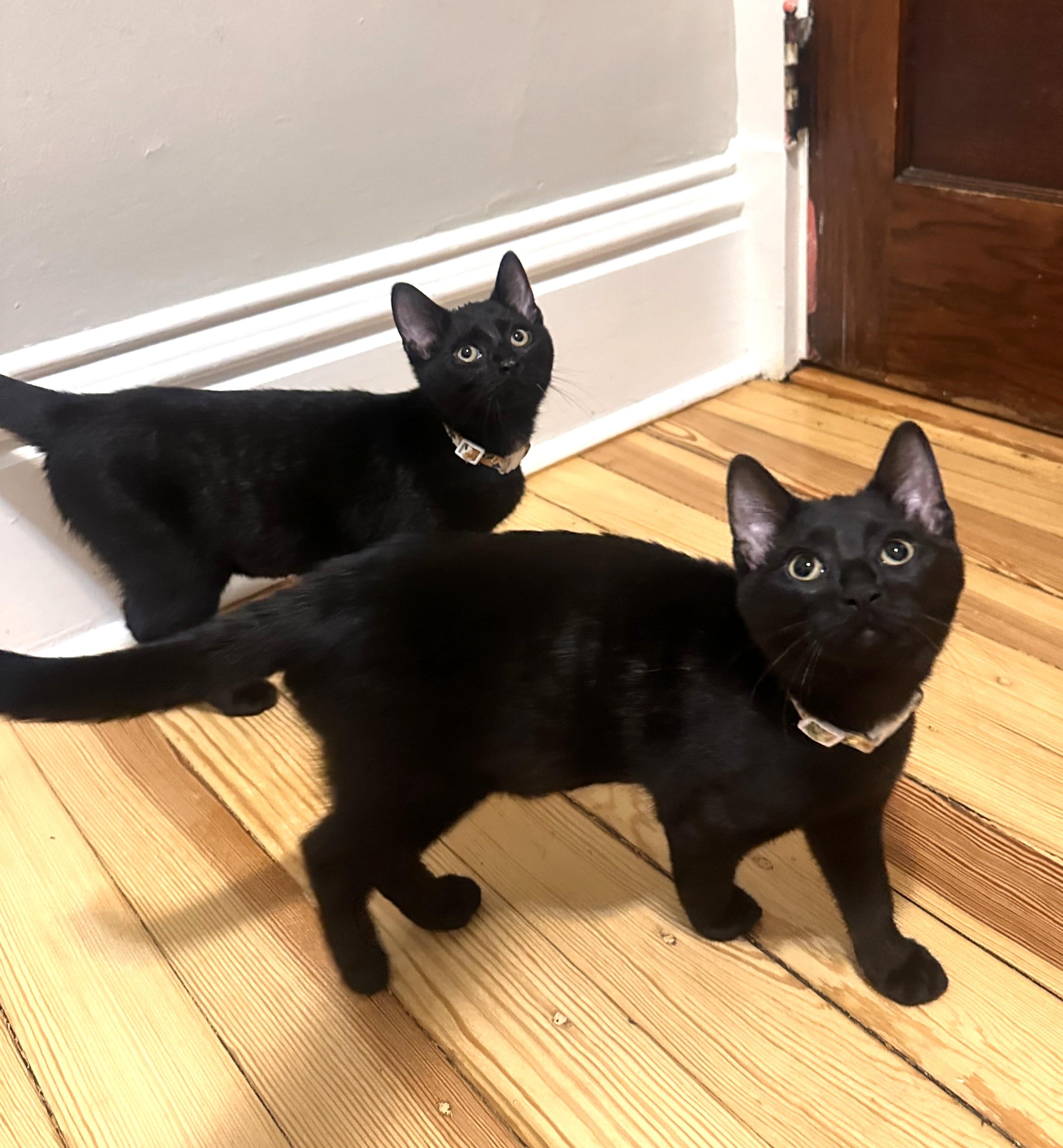 Akari (& Brave), a Adoptable Domestic Short Hair in Chicago, IL image 2/2