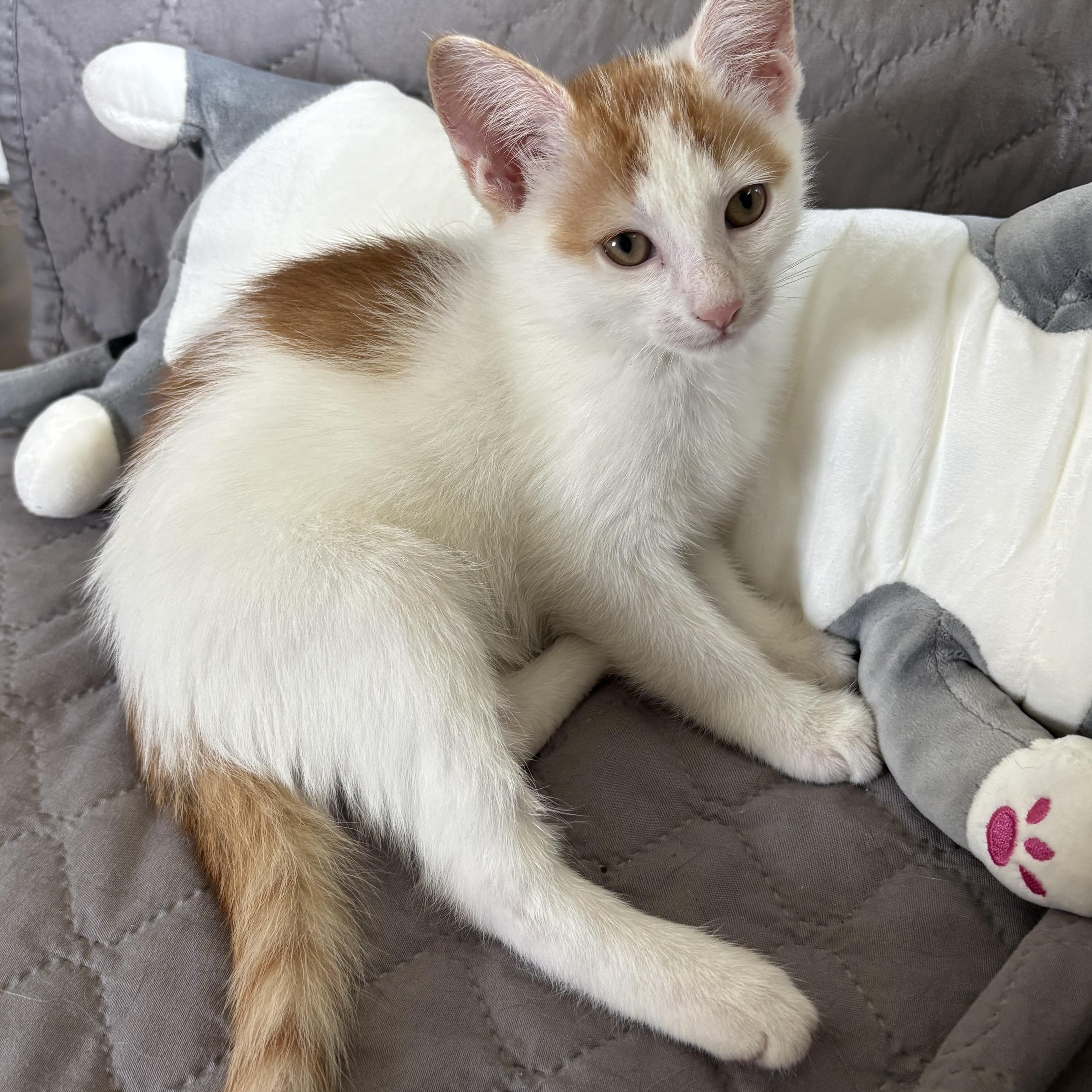 Clue & Monopoly, a Adoptable mixed breed in Hyattsville, MD image 5/5