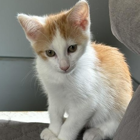 Clue & Monopoly, a Adoptable mixed breed in Hyattsville, MD image 4/5