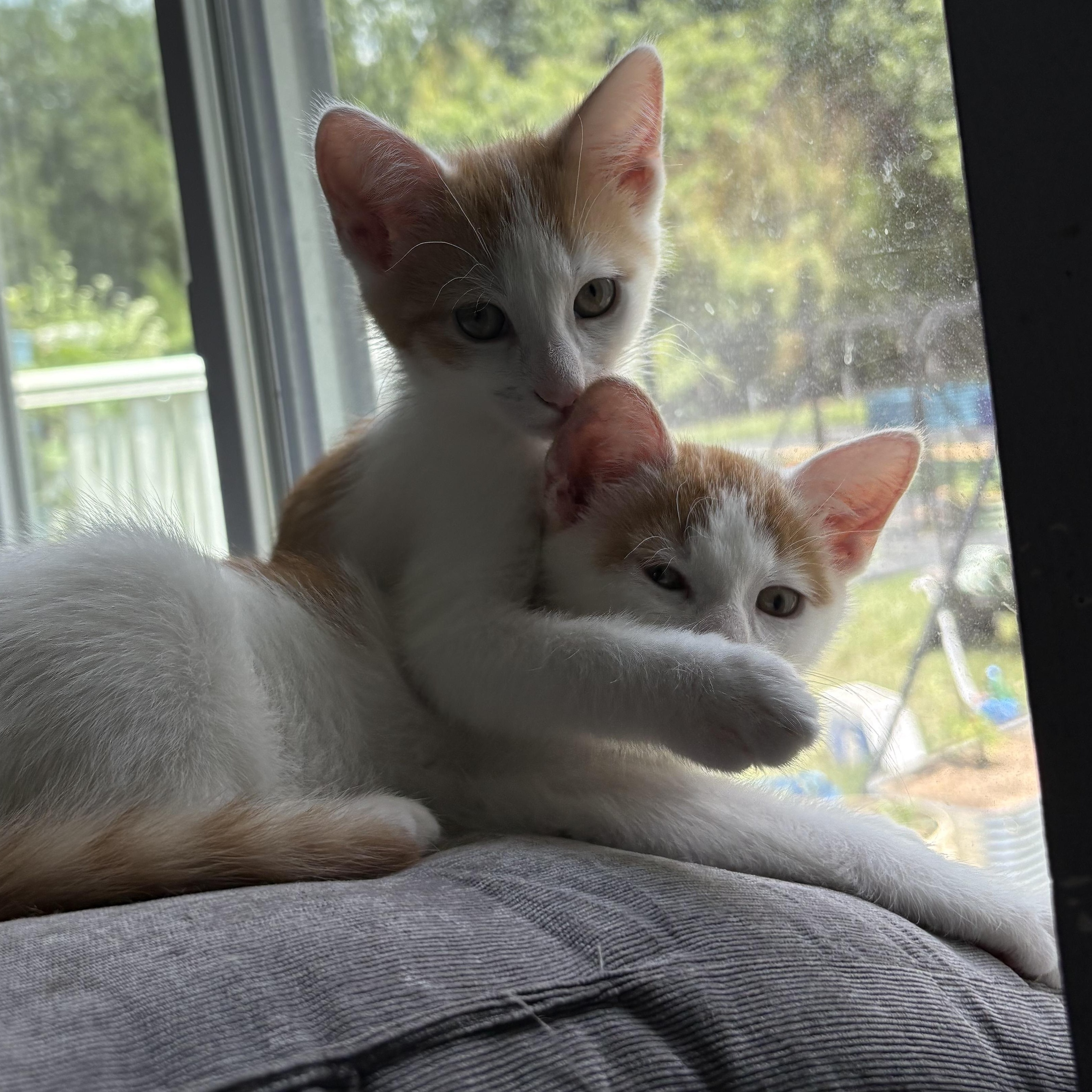 Clue & Monopoly, Adoptable, Kitten Female Tabby & Domestic Short Hair.