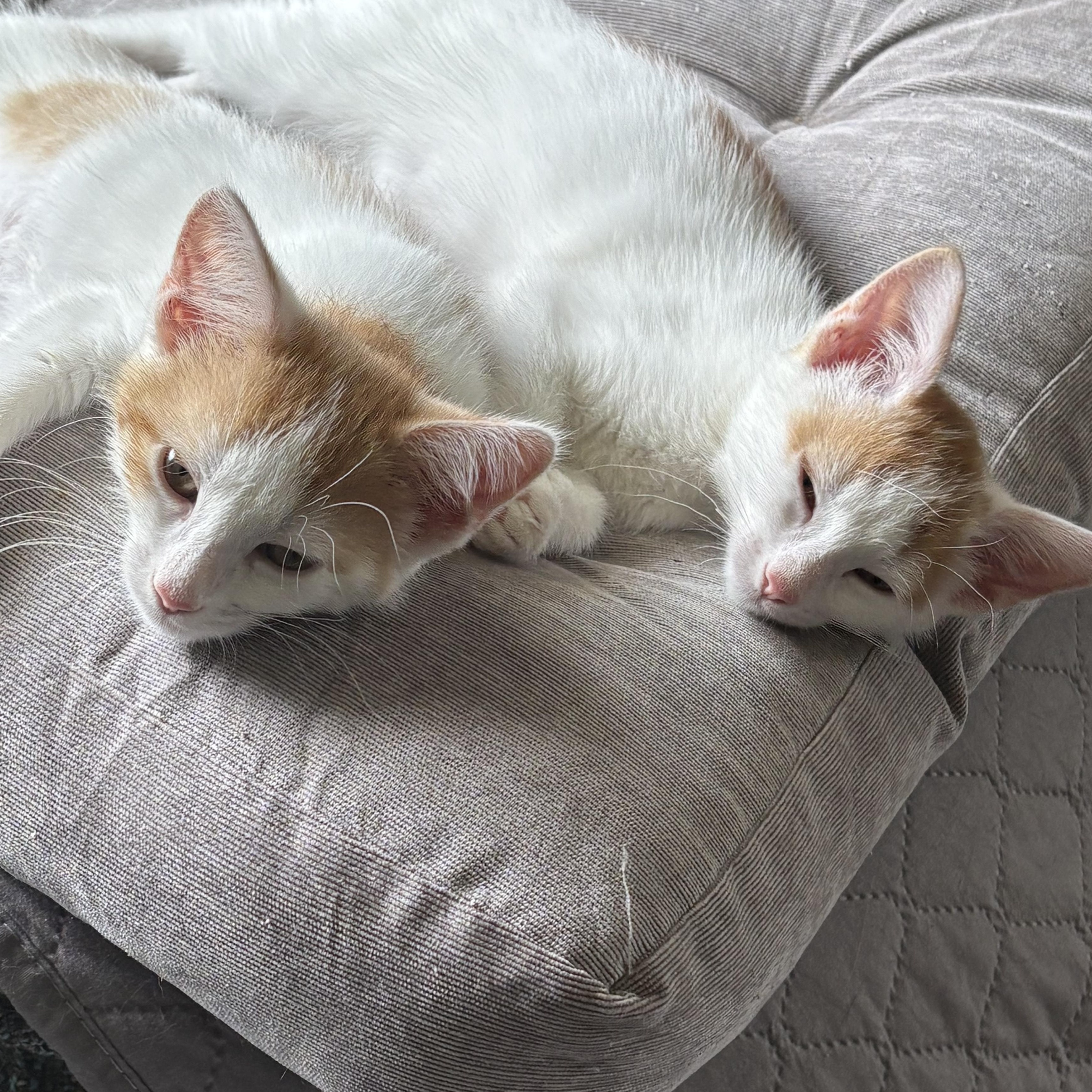 Clue & Monopoly, a Adoptable mixed breed in Hyattsville, MD image 3/5