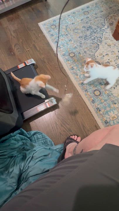 Enlarge Clue & Monopoly, a Adoptable mixed breed in Hyattsville, MD video 2/5