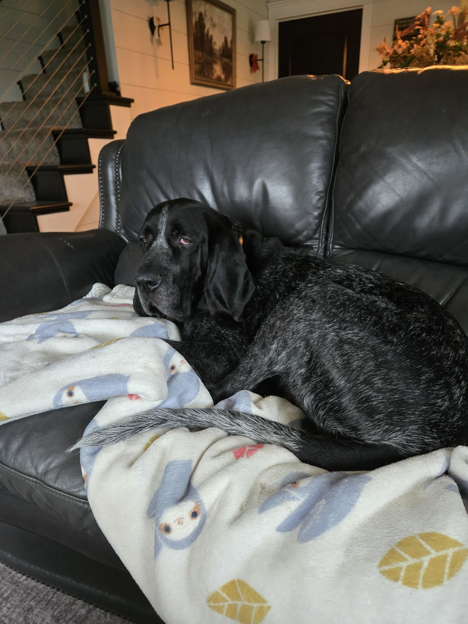 Blue, Adoptable, Adult Male Bluetick Coonhound.