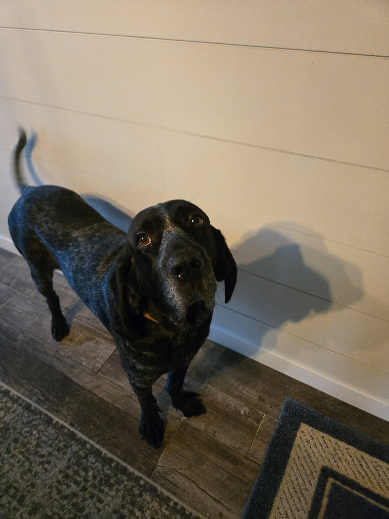 Enlarge Blue, a Adoptable Bluetick Coonhound in Knox, IN image 2/4