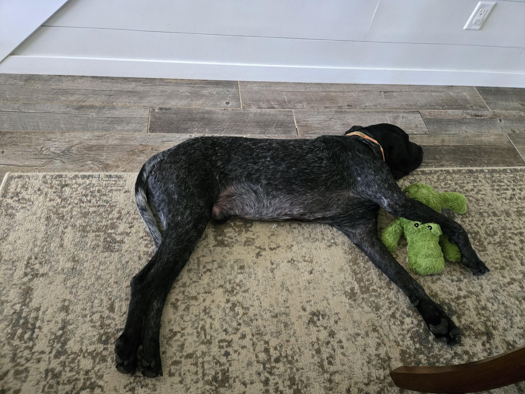 Enlarge Blue, a Adoptable Bluetick Coonhound in Knox, IN image 4/4