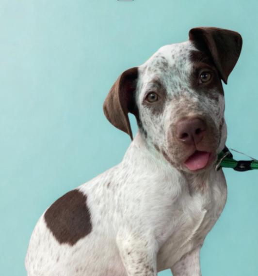 Timber, a Adopted mixed breed in Elwood, IL image 1/6