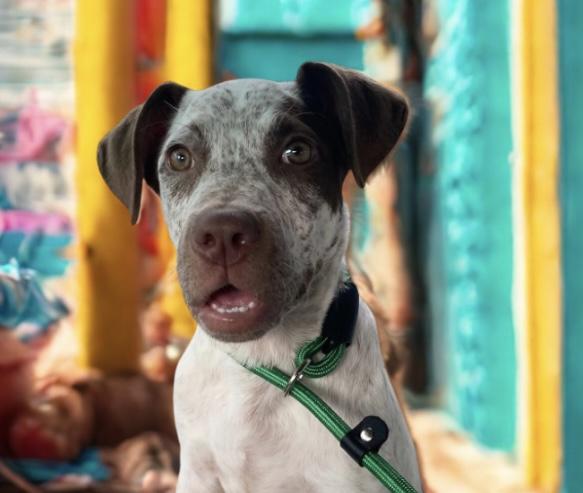 Timber, a Adopted mixed breed in Elwood, IL image 2/6