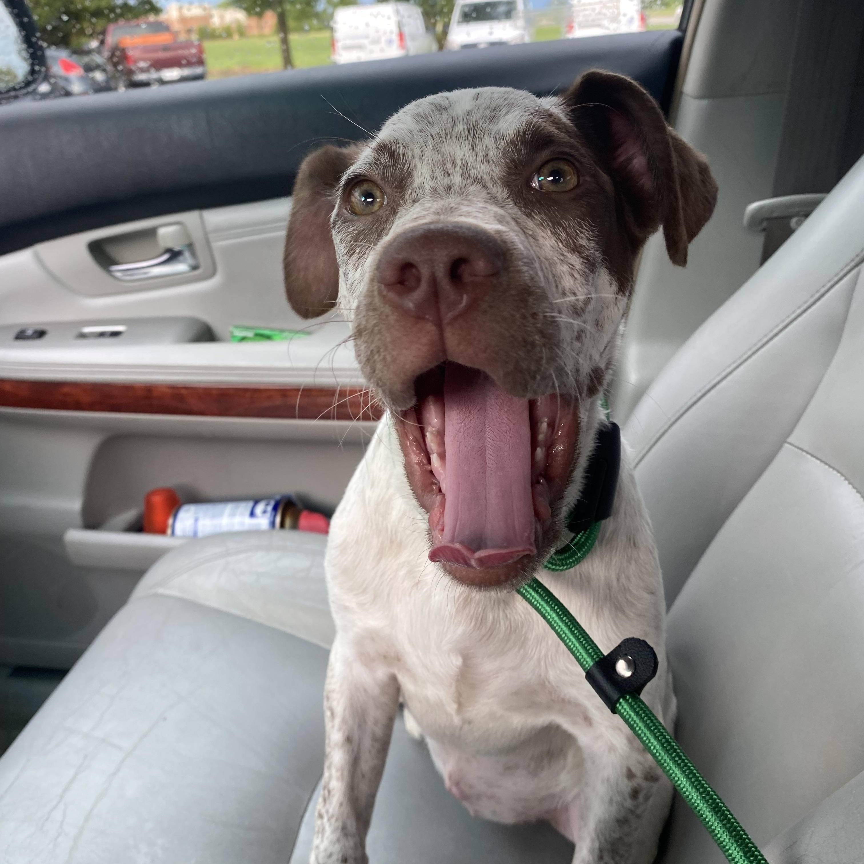 Timber, a Adopted mixed breed in Elwood, IL image 3/6