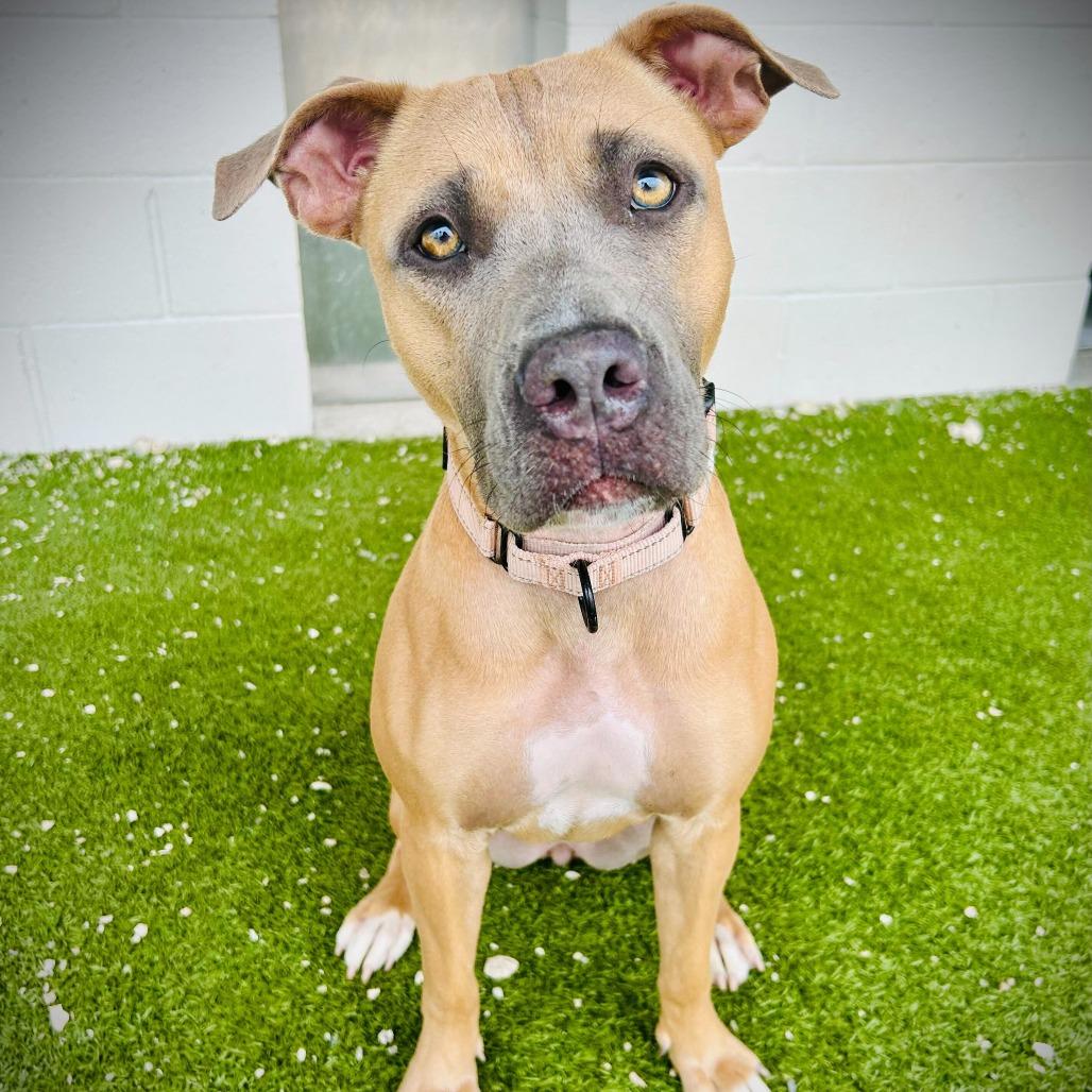 Enlarge Tulip, a Adoptable mixed breed in Englewood, FL image 1/3