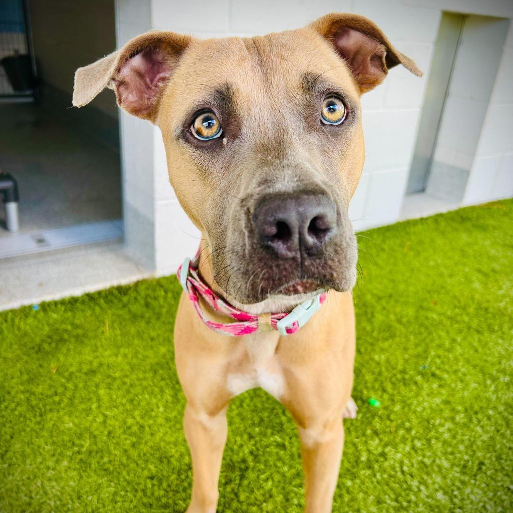 Enlarge Tulip, a Adoptable mixed breed in Englewood, FL image 2/3