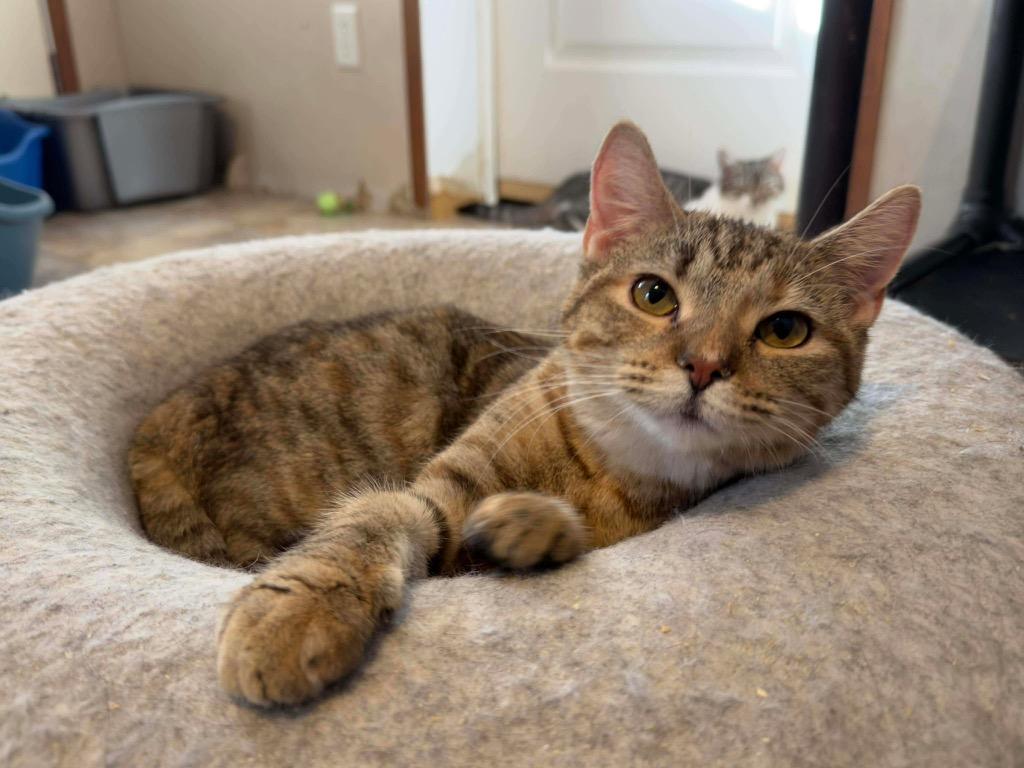 Marshalina, a Adoptable mixed breed in Parsons, WV image 1/3